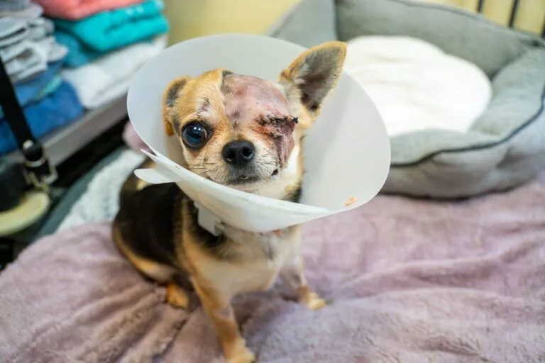 A small dog wearing a protective collar sits on a soft blanket, with one eye closed and stitched after surgery and one ear bandaged, indicating recent medical treatment.