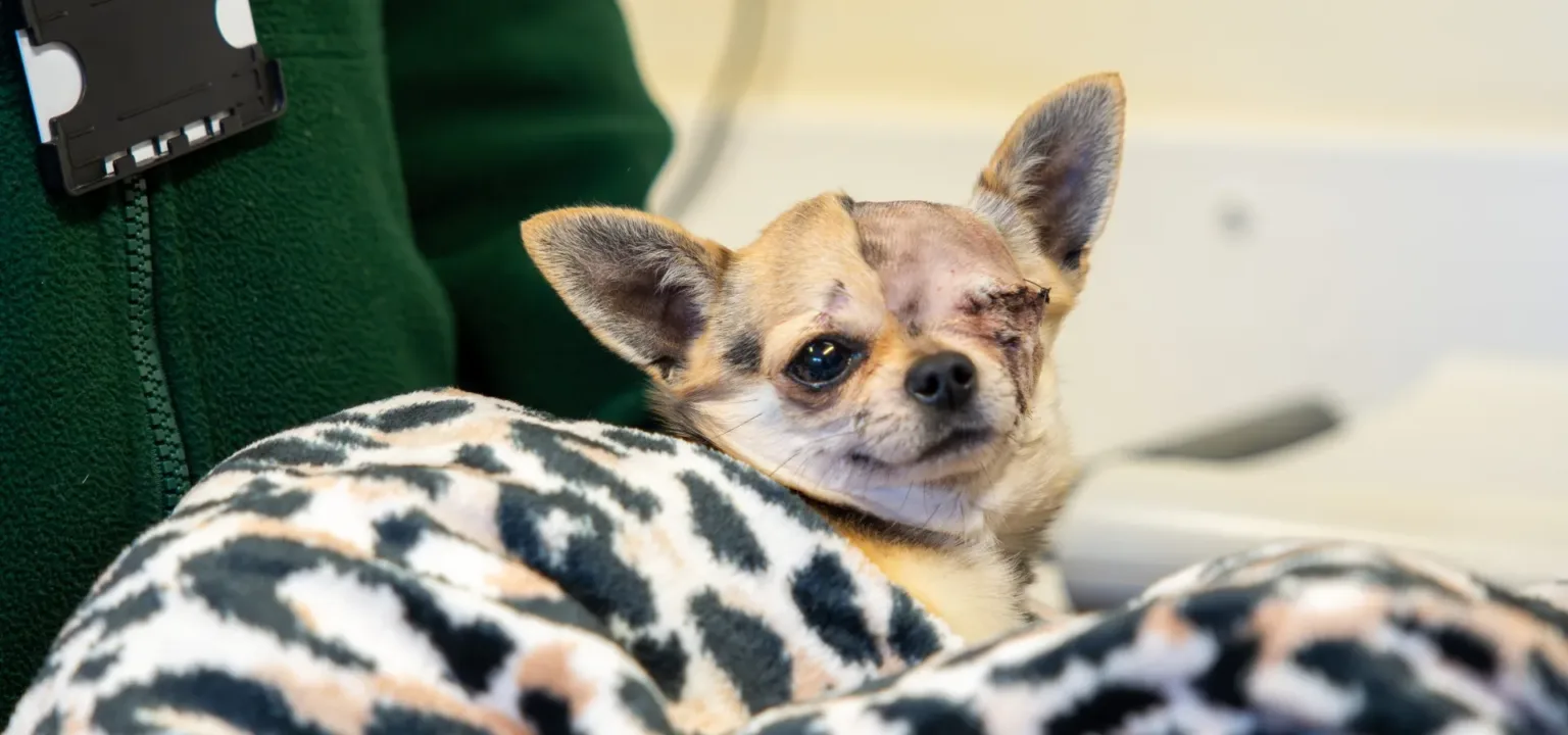 A small Chihuahua with one eye and a scar on its forehead is wrapped in a leopard-print blanket, sitting on someone’s lap and looking at the camera.