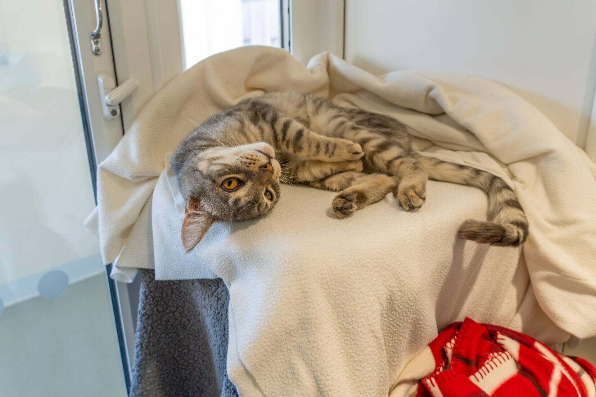 A grey tabby cat lies on its side on a blanket-covered surface, looking up with yellow eyes. There’s a red patterned cloth nearby and a glass door in the background.