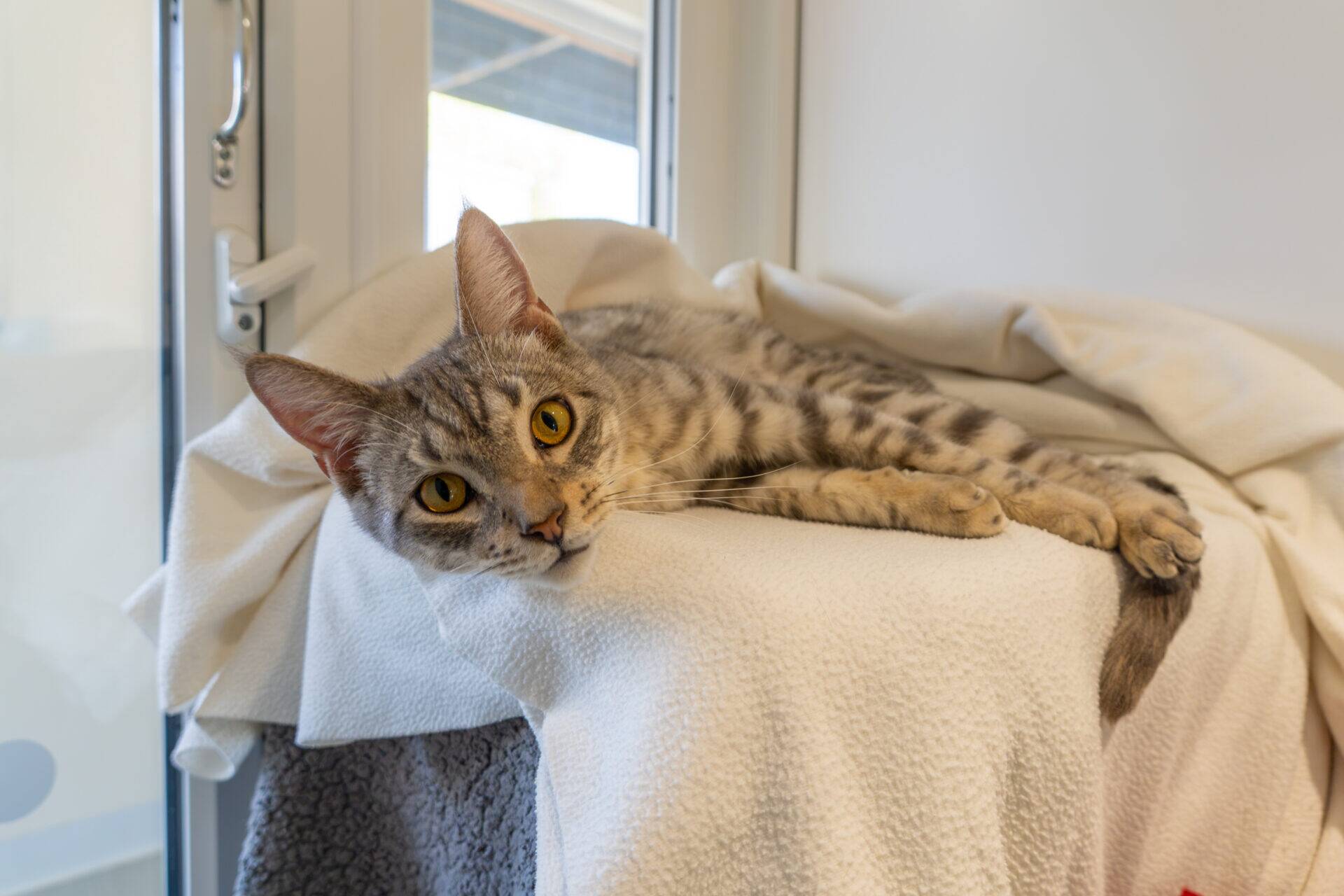 A grey tabby cat with yellow eyes lies on a white blanket, looking towards the camera. The background shows a window and soft, neutral-coloured walls.