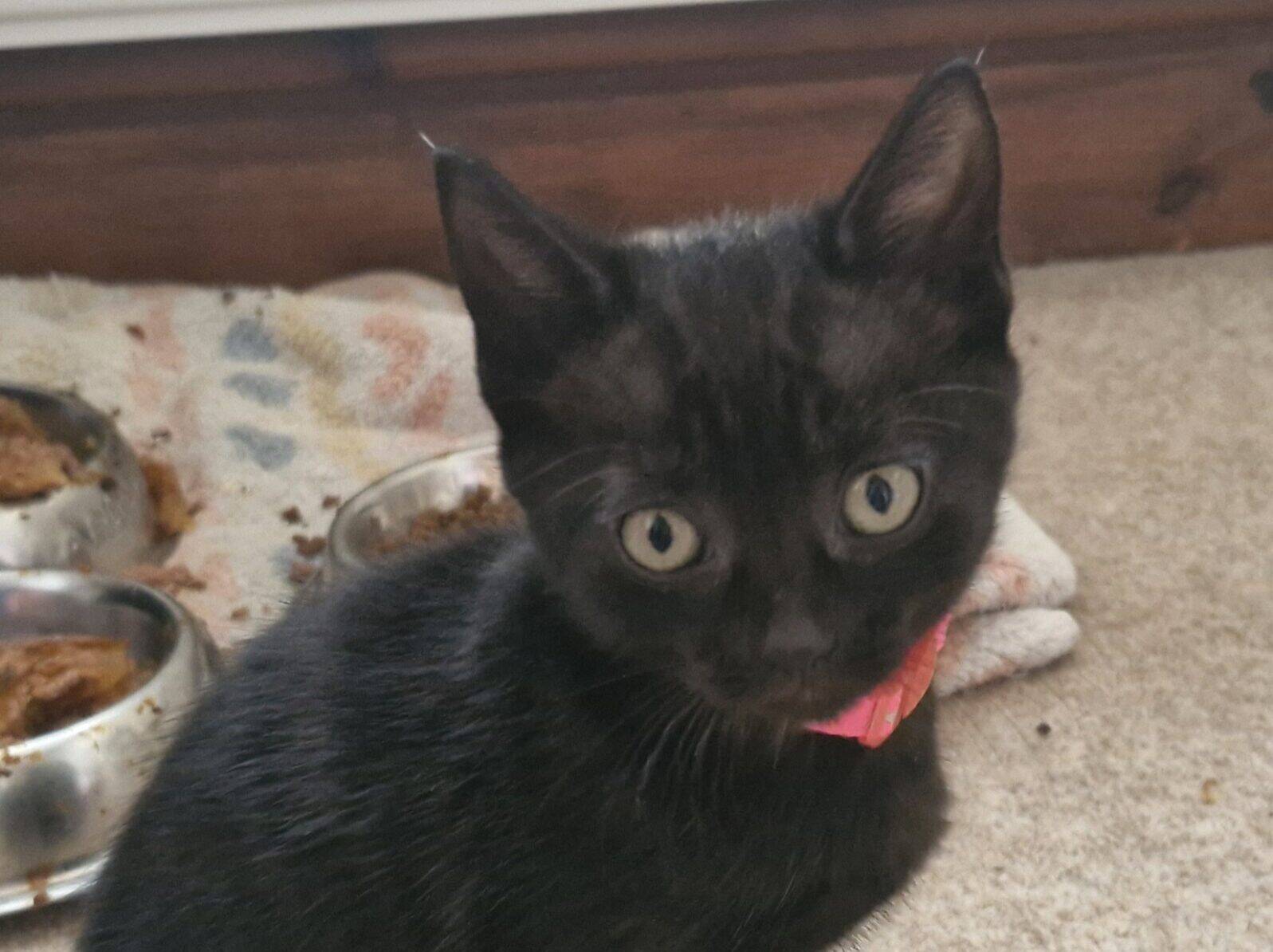 A small black kitten with wide green eyes sits on a carpet near food bowls, wearing a pink collar. A crumpled shiny toy lies nearby.