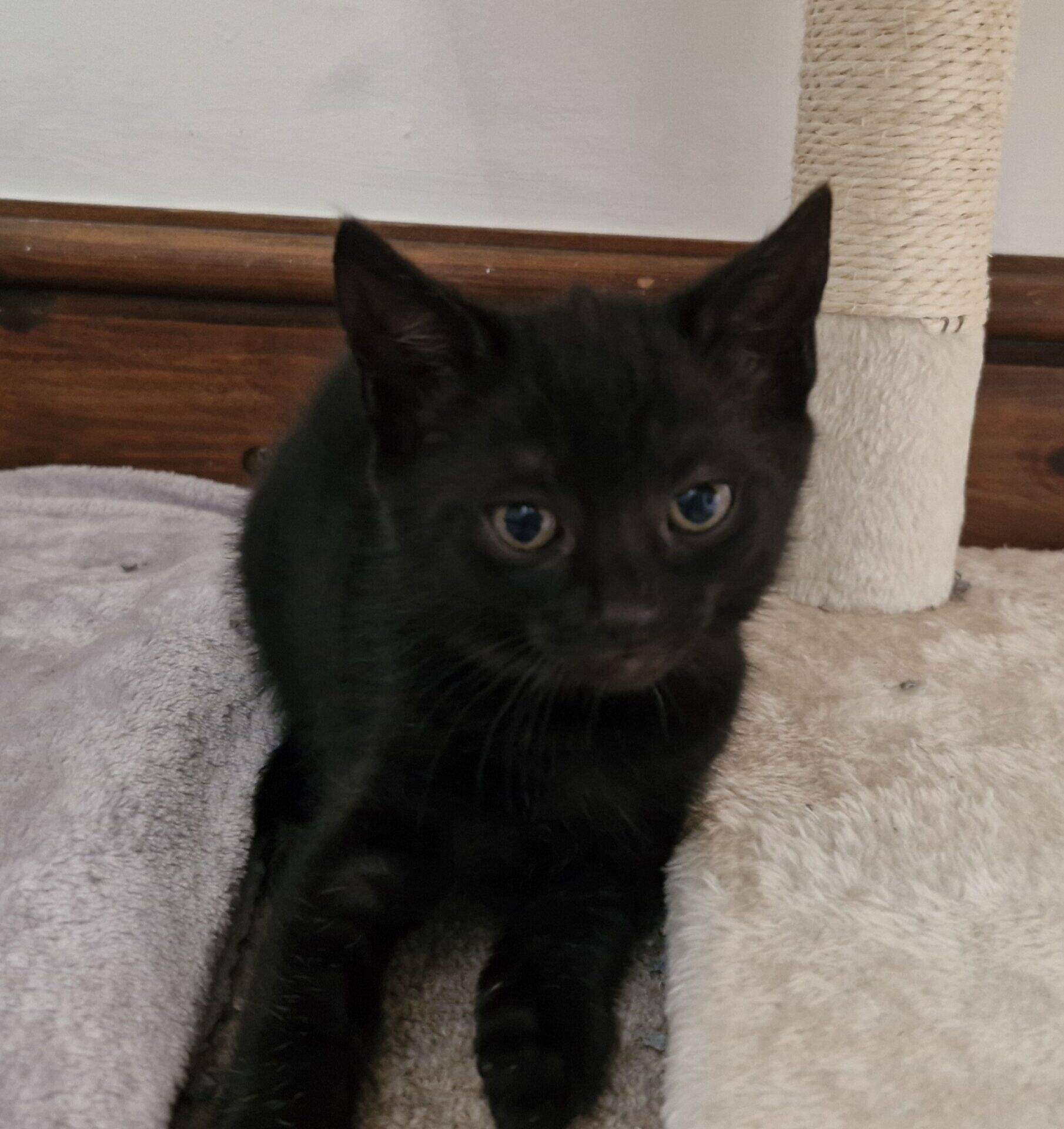 A small black kitten with wide eyes lies on a soft grey surface near a scratching post, looking slightly towards the camera.