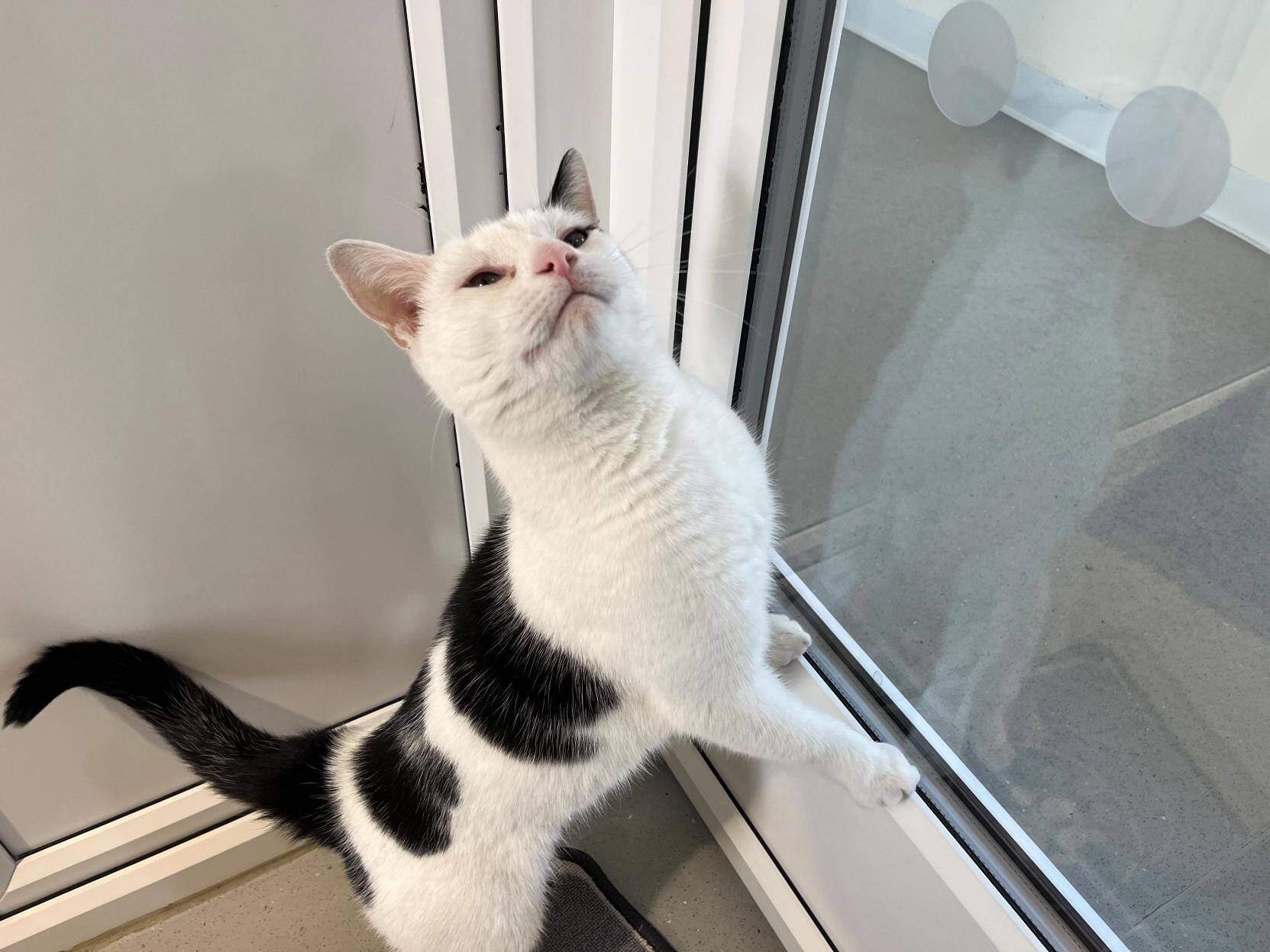 A white cat with black spots stands on its hind legs, paw on a glass door, looking up with a curious expression.