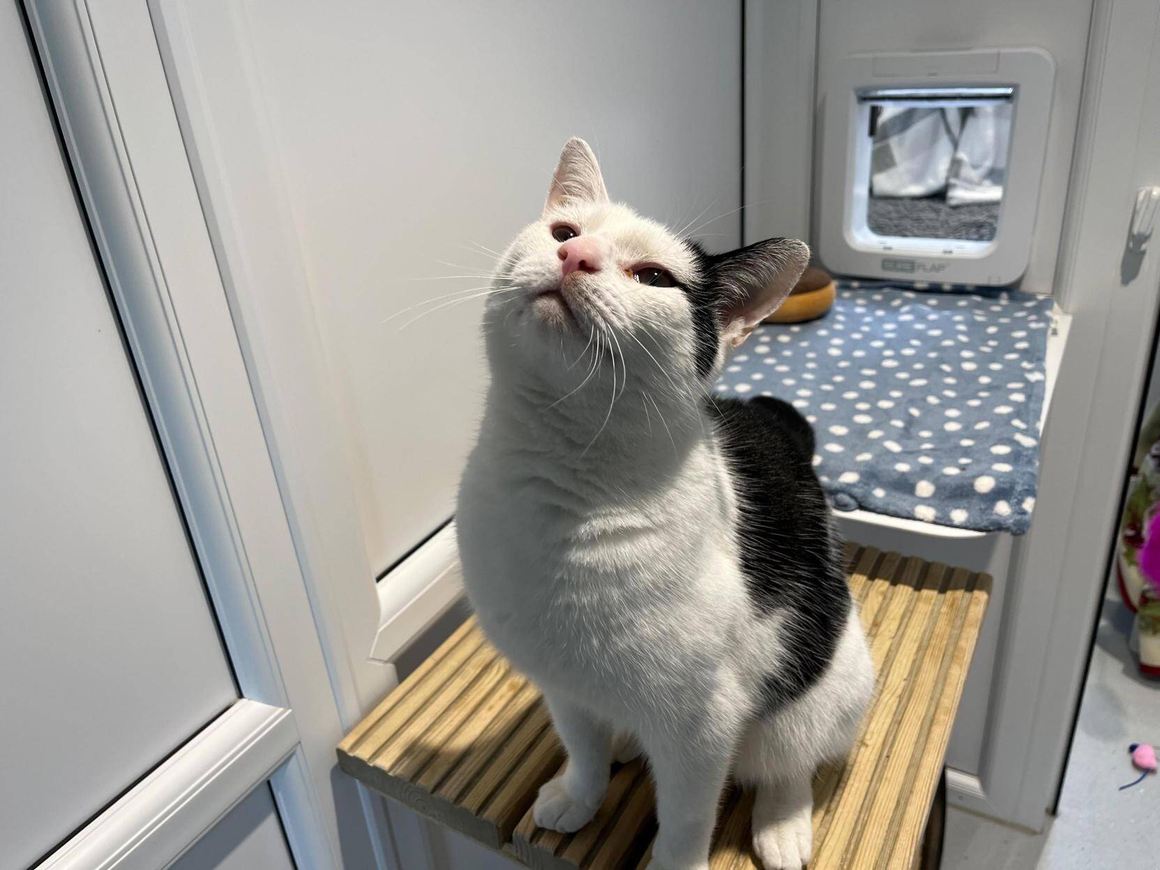 A white cat with black spots sits on a wooden platform, looking up with its eyes half-closed, next to a cat flap and a blue spotty blanket in a bright room.