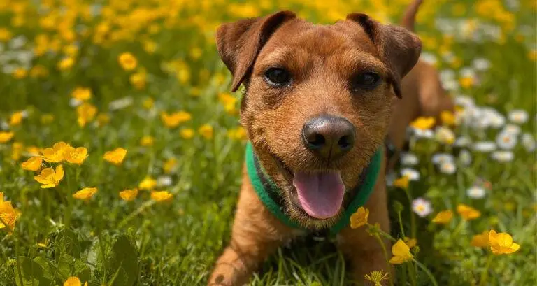 Dog amongst flowers