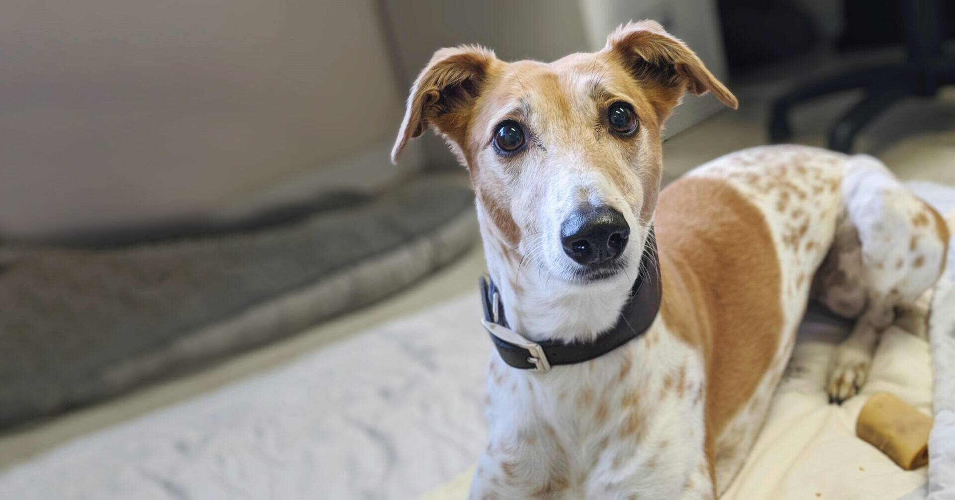 Dog with collar looking at camera