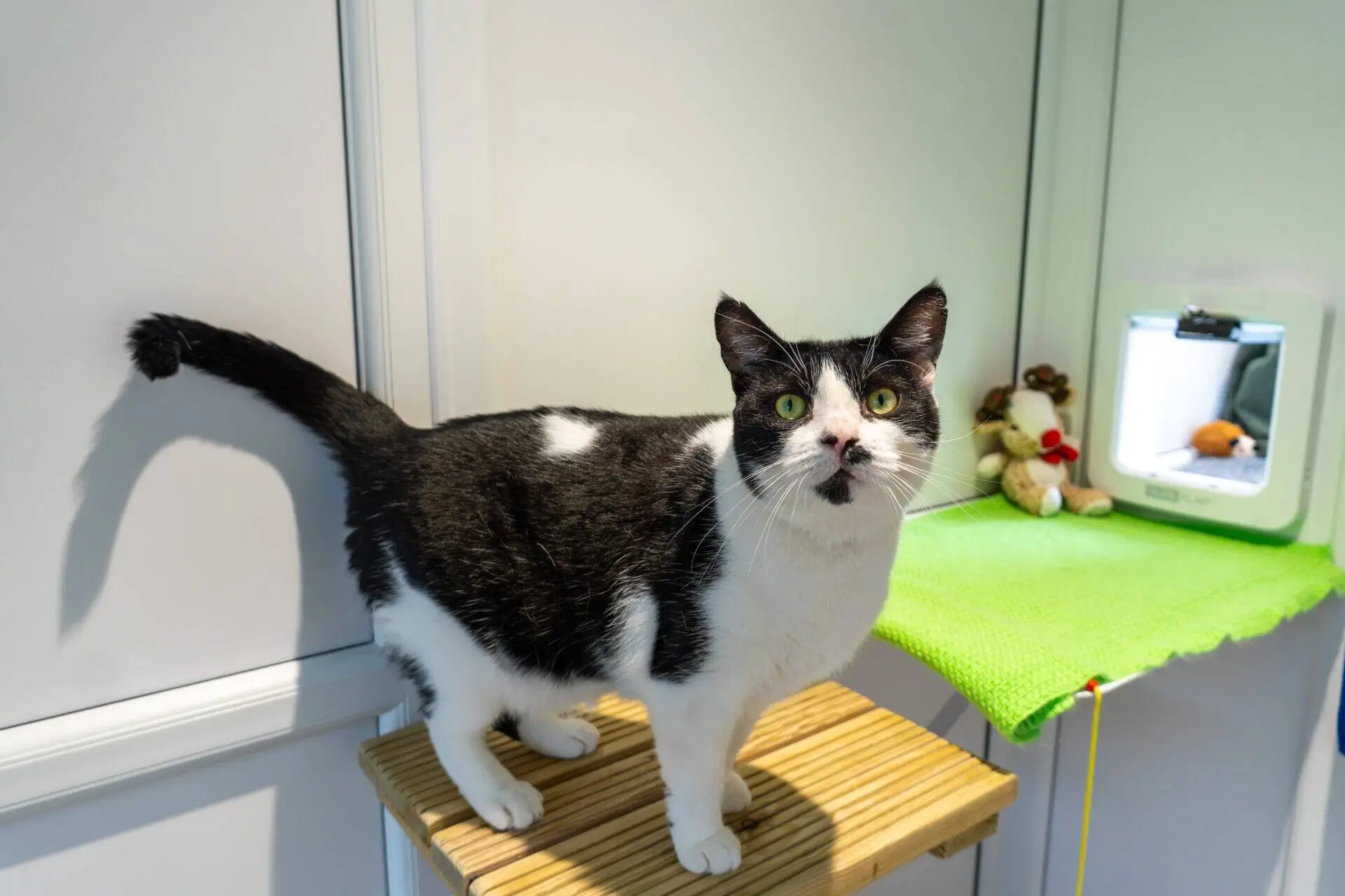 A black and white cat stands on a wooden platform, looking up. In the background, there is a green mat with a toy and a small white device on it.