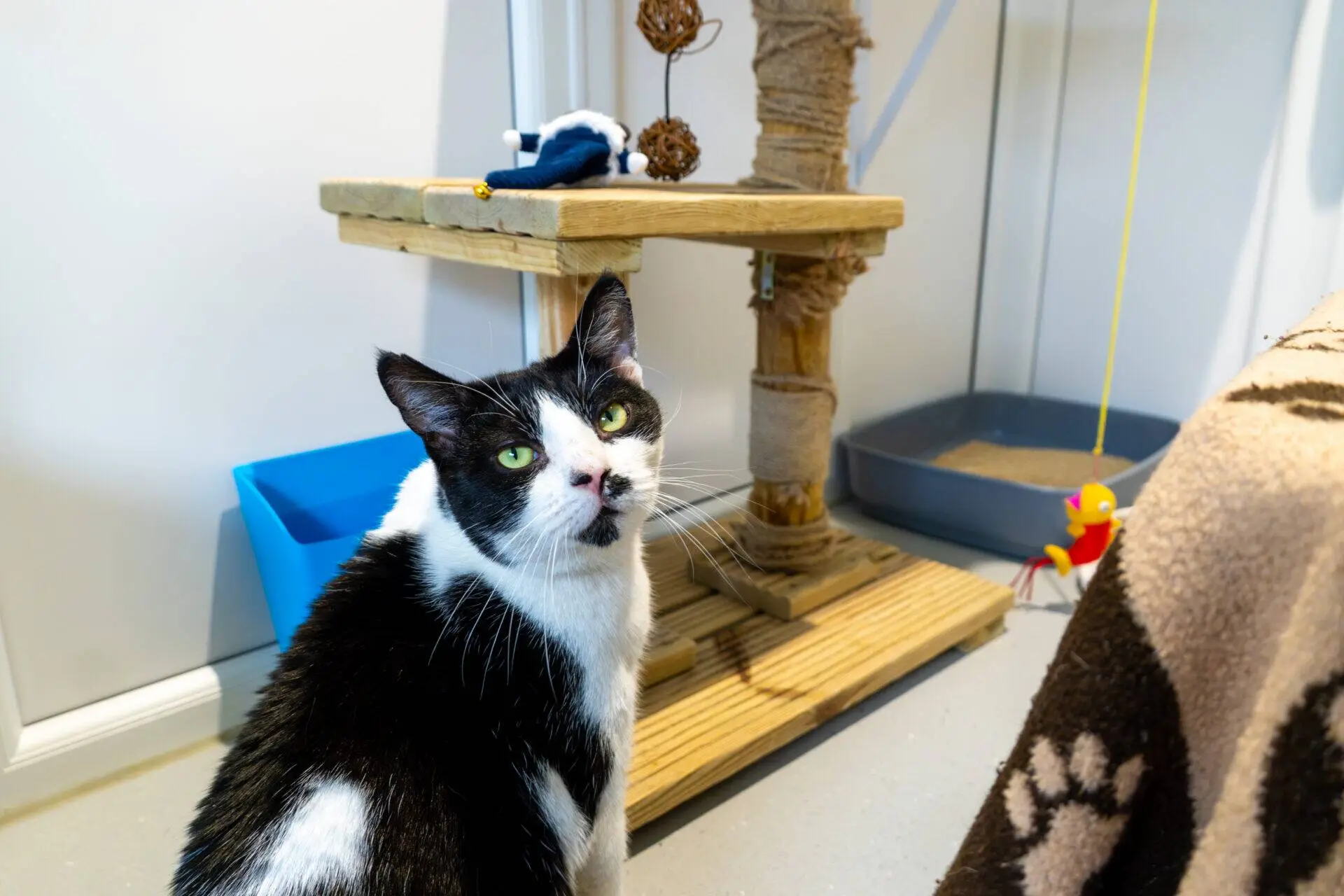 Black and white cat sitting near a wooden scratching post, a litter tray, and some cat toys in a bright indoor room.