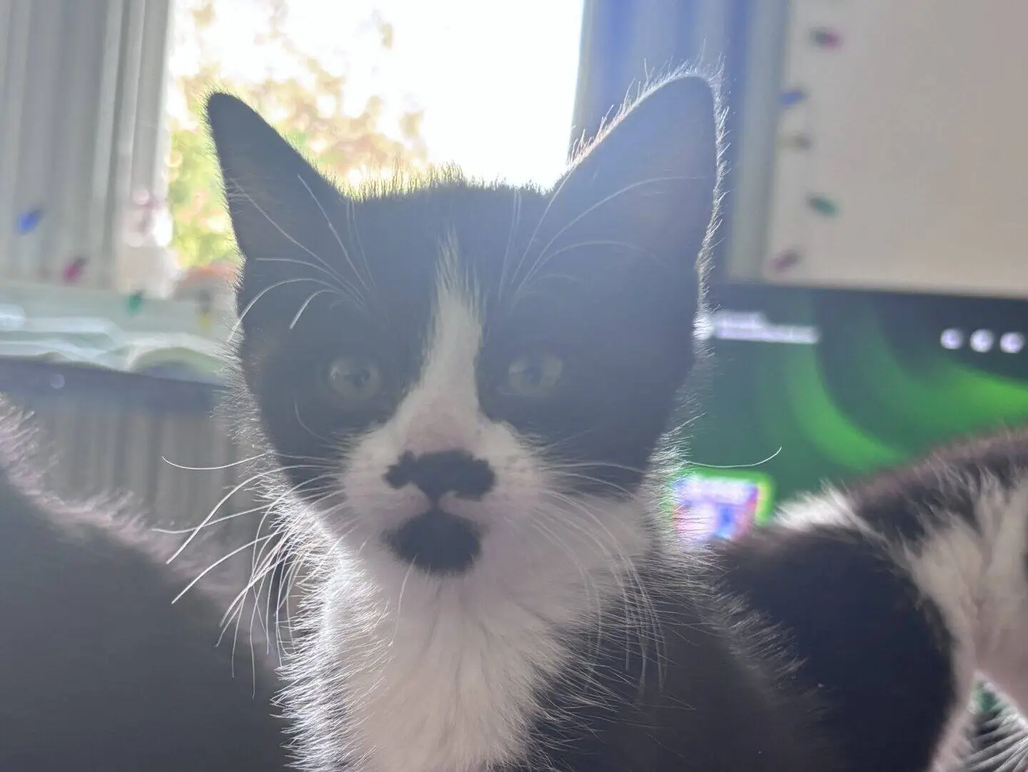 A black and white kitten with a distinctive dark spot near its nose sits on a blanket, looking at the camera. The background shows a window with sunlight and a blurry room.