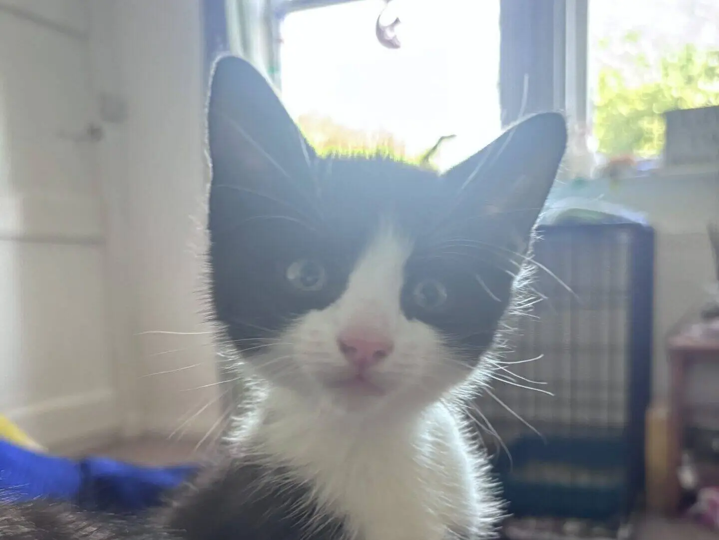 A black and white kitten with wide eyes sits on a colourful blanket indoors, with sunlight streaming through a window in the background.