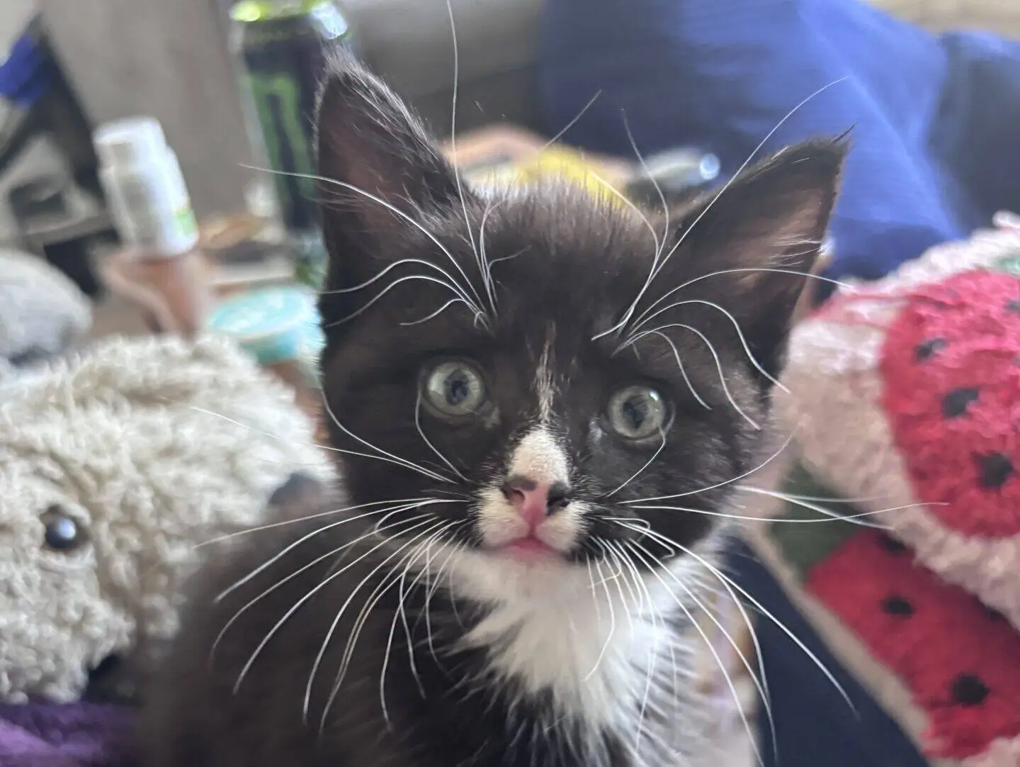 Black and white kitten with big eyes and long white whiskers sits on a sofa, surrounded by colourful blankets and household items in the background.