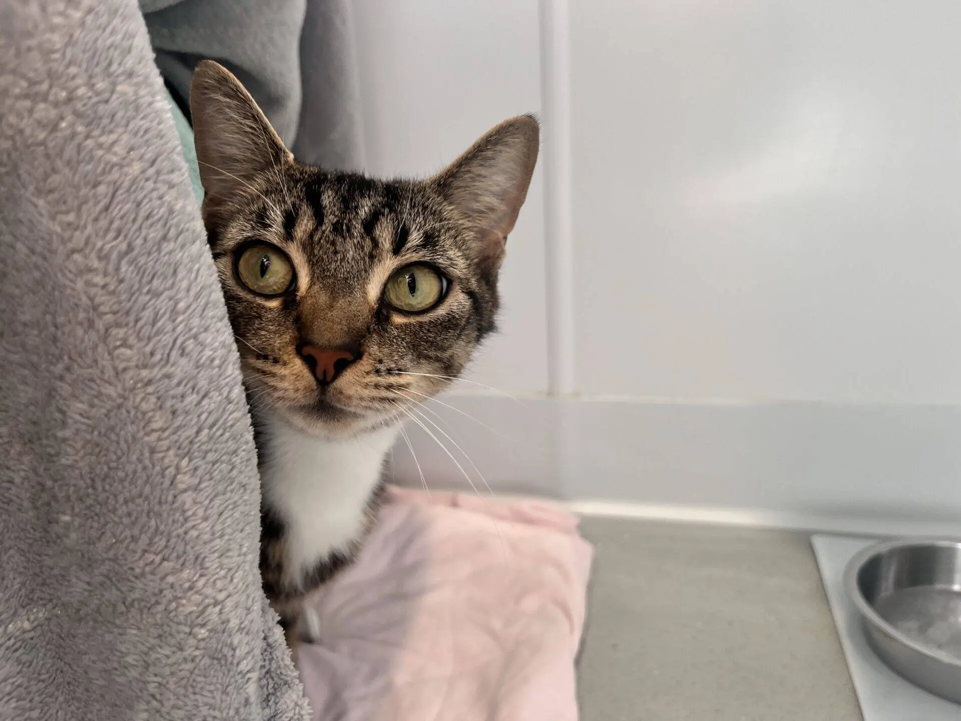 A tabby cat with green eyes peeks out from behind a grey blanket, sitting on a pink cloth next to a metal food bowl in a bright room.