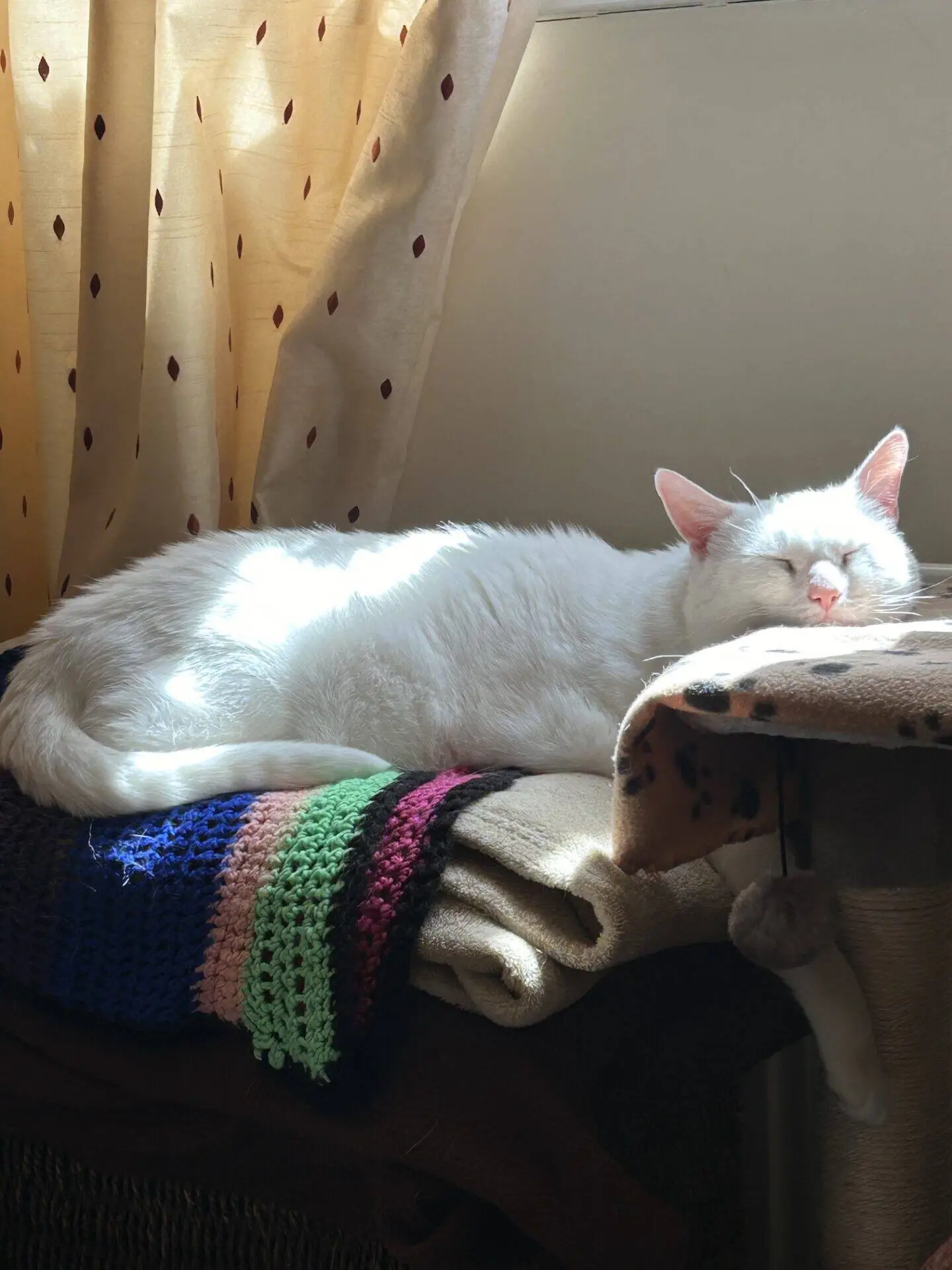 A white cat is sleeping on folded blankets by a window, basking in a patch of sunlight. Cream-coloured curtains with red dots hang in the background.