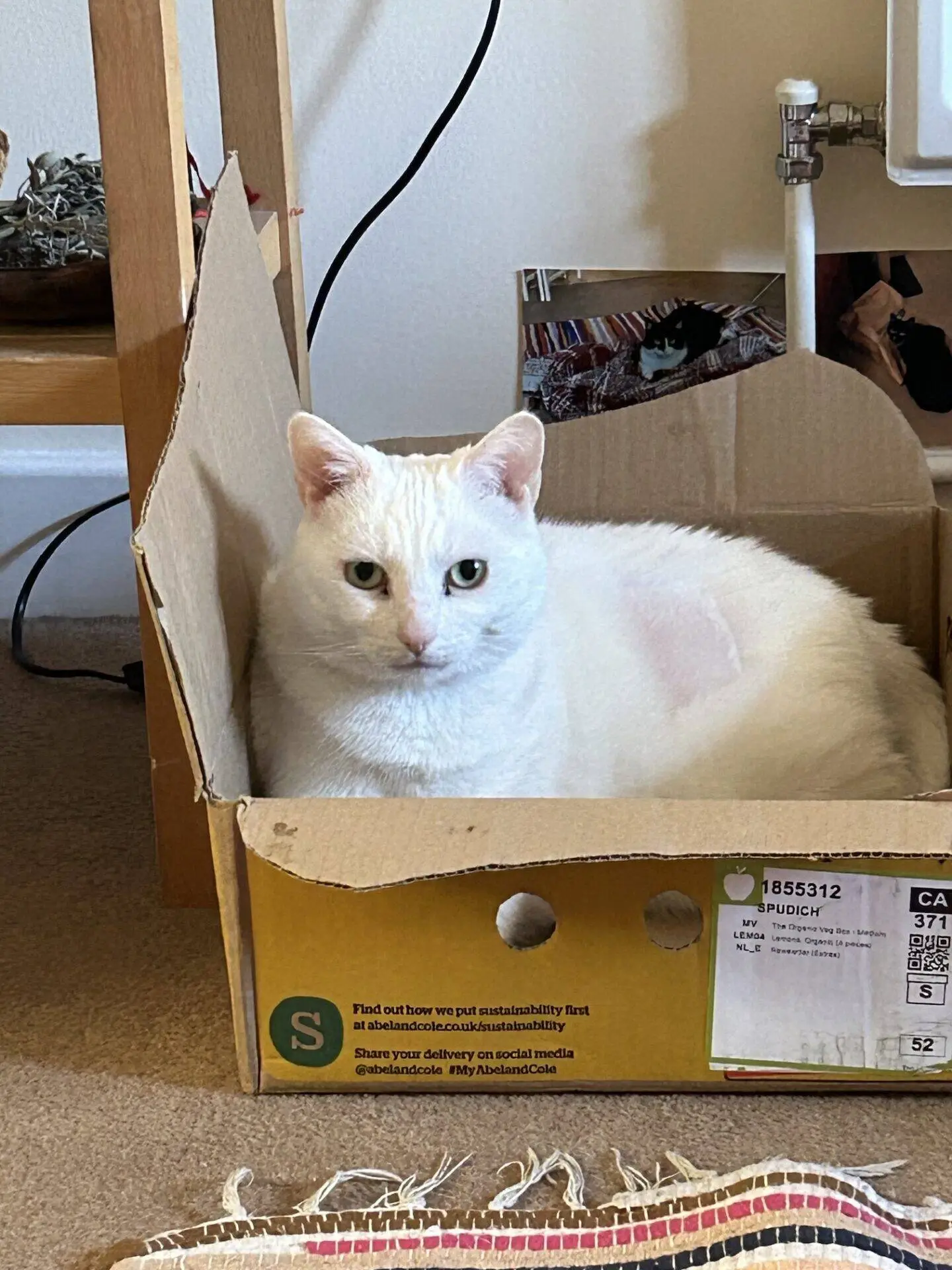 A white cat with green eyes sits comfortably inside a yellow cardboard box on a carpeted floor, with a bookcase, cables, and a radiator visible in the background.