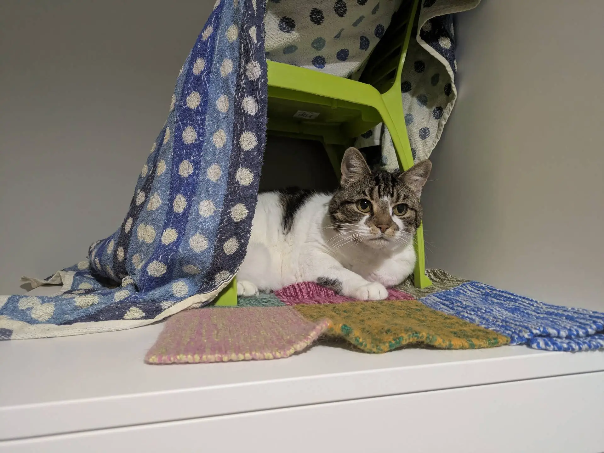 A tabby and white cat lies under a green plastic stool draped with spotty towels and blankets, surrounded by colourful knitted mats on a white surface.