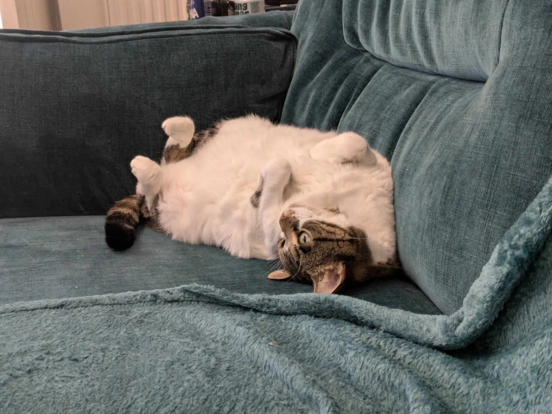 A tabby and white cat is lying on its back with paws up, relaxing on a teal-coloured sofa. The cat looks comfortable and content, with its belly exposed and head turned to the side.