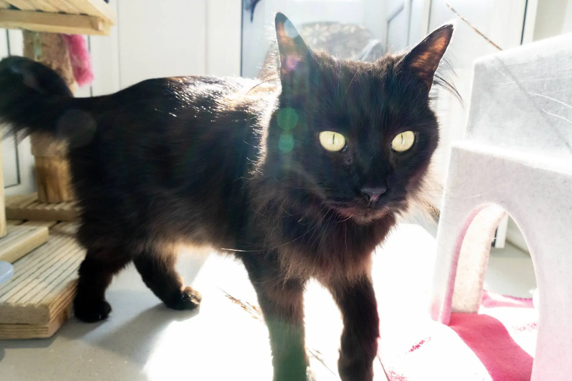 A long-haired black cat with bright yellow eyes stands indoors on a sunlit floor, with sunlight highlighting its fur. Cat furniture and shadows are visible in the background.