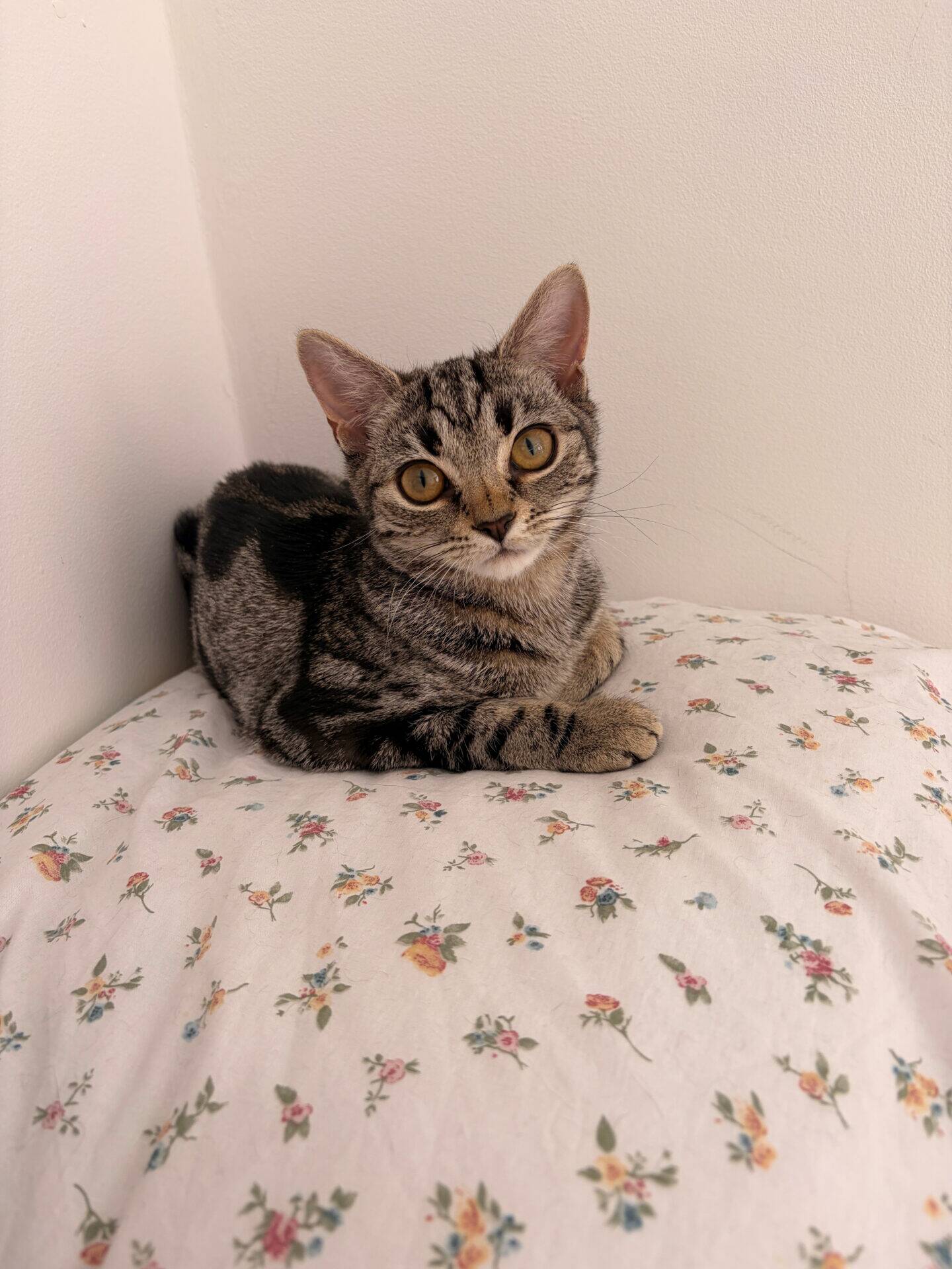 A small tabby kitten with big eyes sits on a white pillow covered in a floral pattern, against a plain white wall.