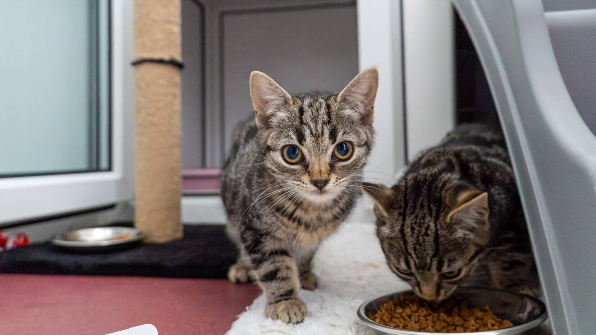 Two tabby cats are indoors; one cat looks curiously at the camera while the other eats dry food from a bowl. There is a scratching post, a window, and a pet bed in the background.