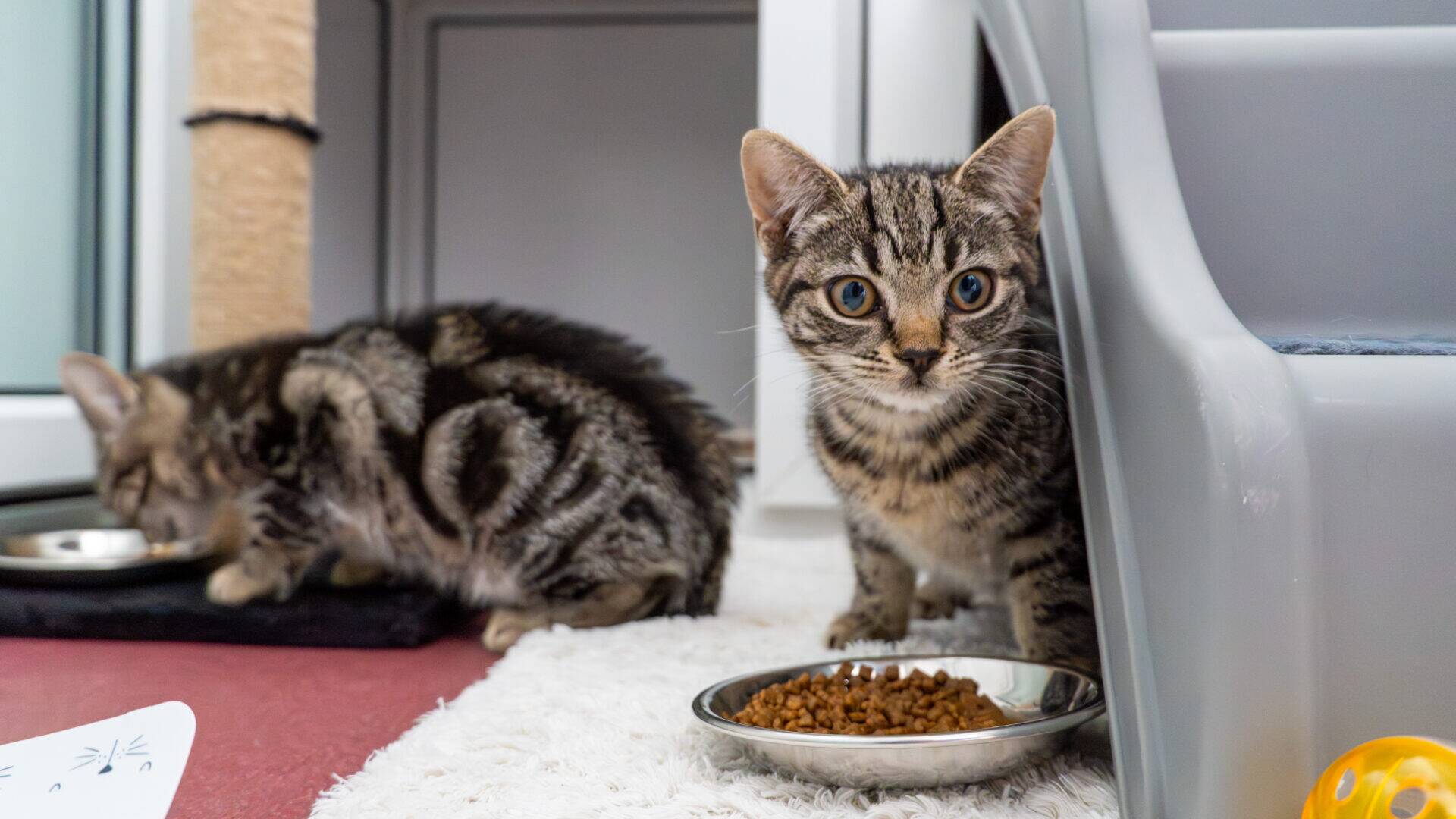 Two tabby kittens are indoors. One kitten sits near a bowl of dry cat food, looking at the camera, while the other kitten eats from another bowl in the background. Both are on a light carpet by cat furniture.
