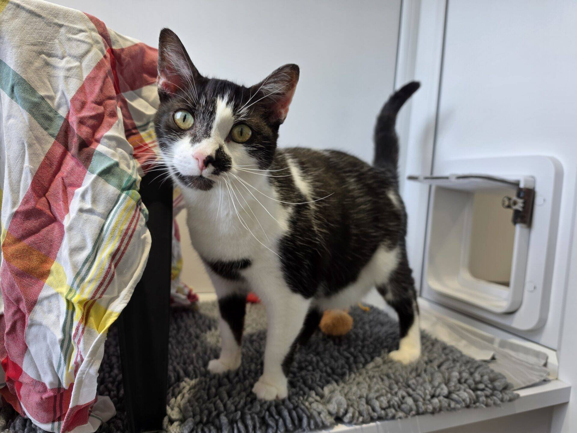 A black and white cat stands on a grey rug near a cat flap and a colourful checked cloth, looking curiously at the camera.