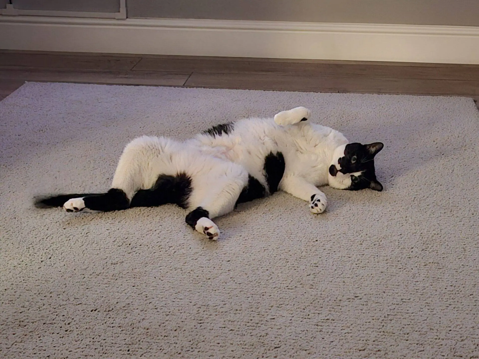 A black and white cat lies belly up on a beige carpet, looking relaxed with one paw raised and the other stretched out. The background shows a wooden floor and a light-coloured wall.