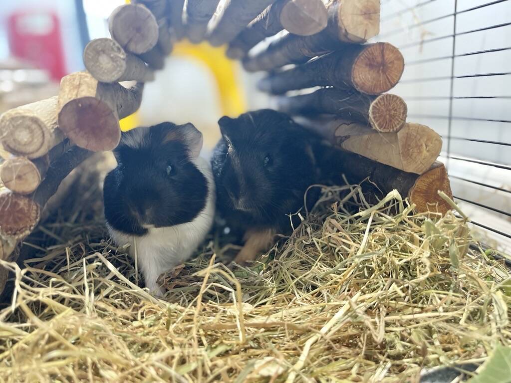 Two guinea pigs sit on hay under a small wooden tunnel inside an enclosure, with one guinea pig mostly black and the other black and white. The bright background suggests natural daylight.