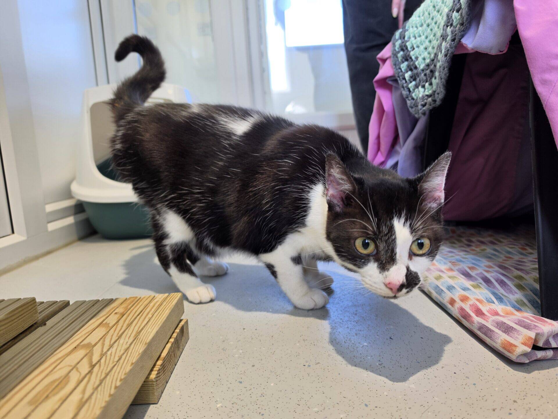 A black and white cat with green eyes crouches on a floor near blankets and a wooden board, looking curiously at the camera.