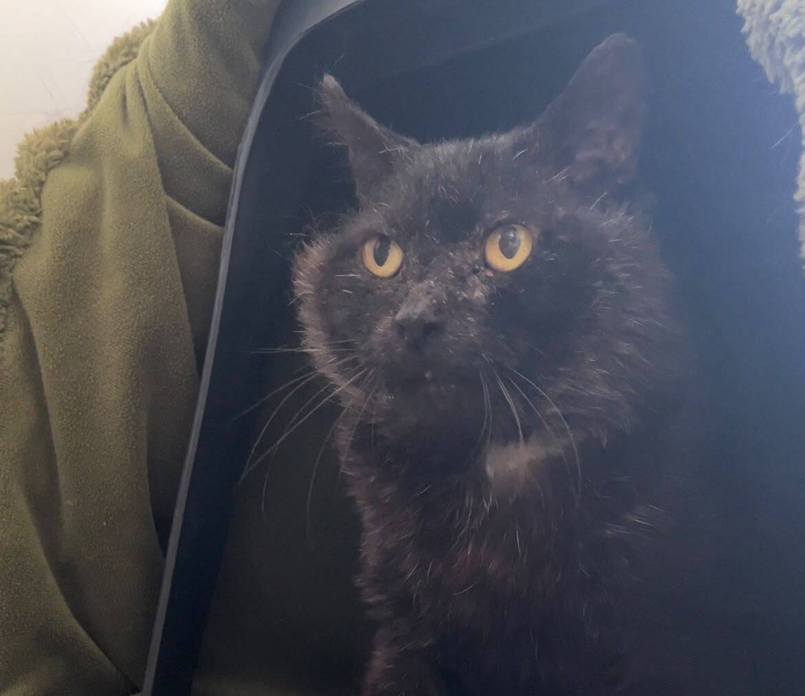 A black cat with yellow eyes and a patchy nose sits inside a soft green carrycot, looking alert and slightly to the side.