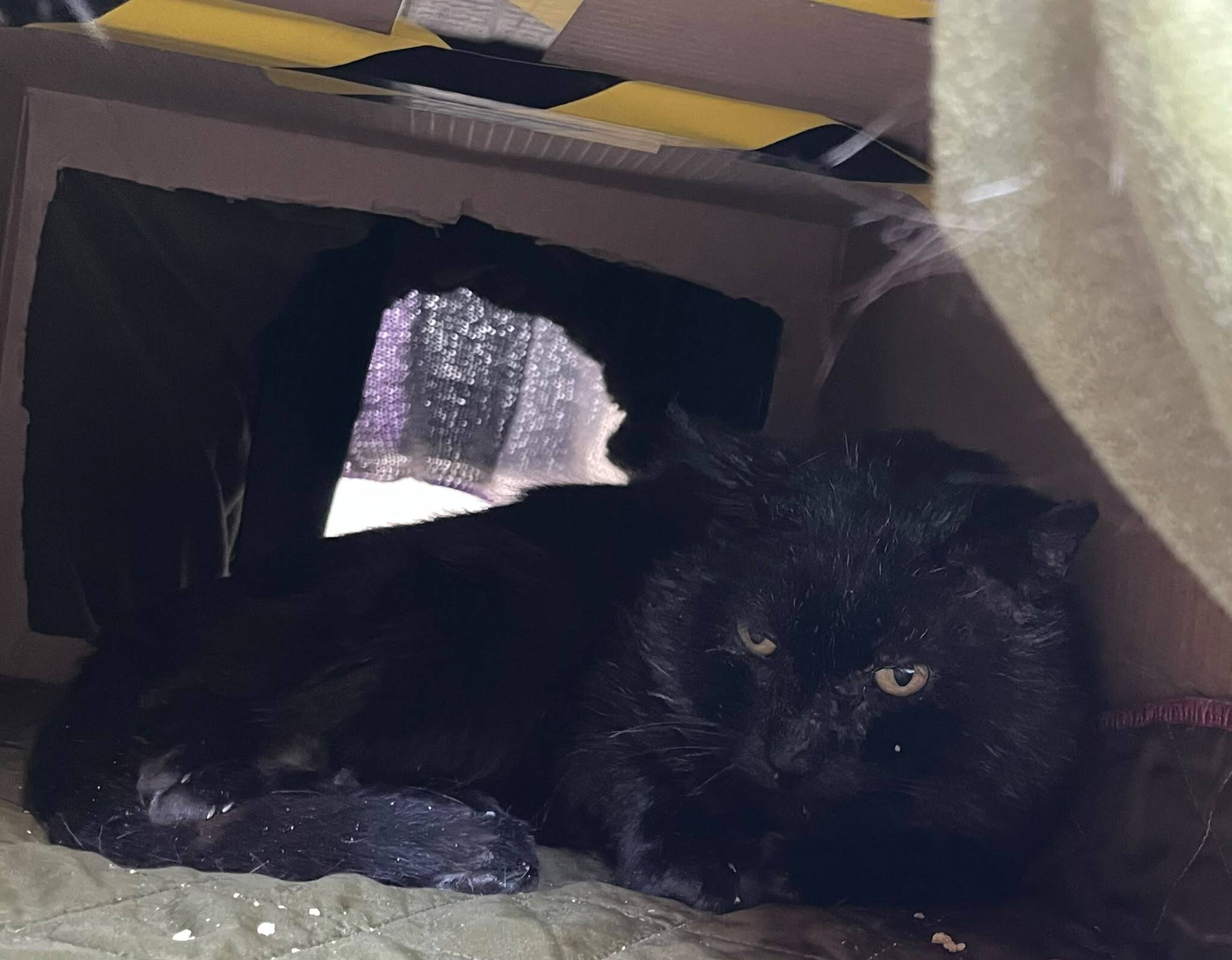 A black cat with green eyes lies in a cardboard shelter with a dark entrance, surrounded by cobwebs and debris, looking alert and cautious.