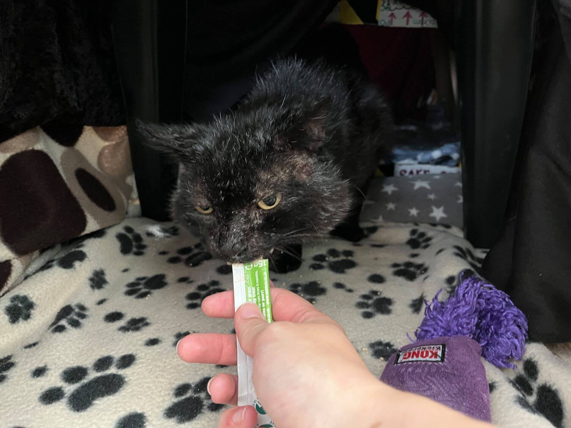 A person feeds a black cat a treat inside a cosy tent with paw-print bedding. A purple toy is nearby.