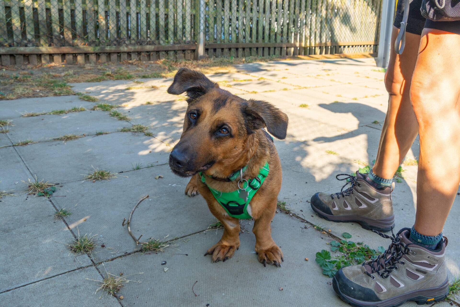 A brown dog with a green harness sits on pavement, tilting its head. A person in hiking boots stands nearby, and a wooden fence is in the background under bright sunlight.