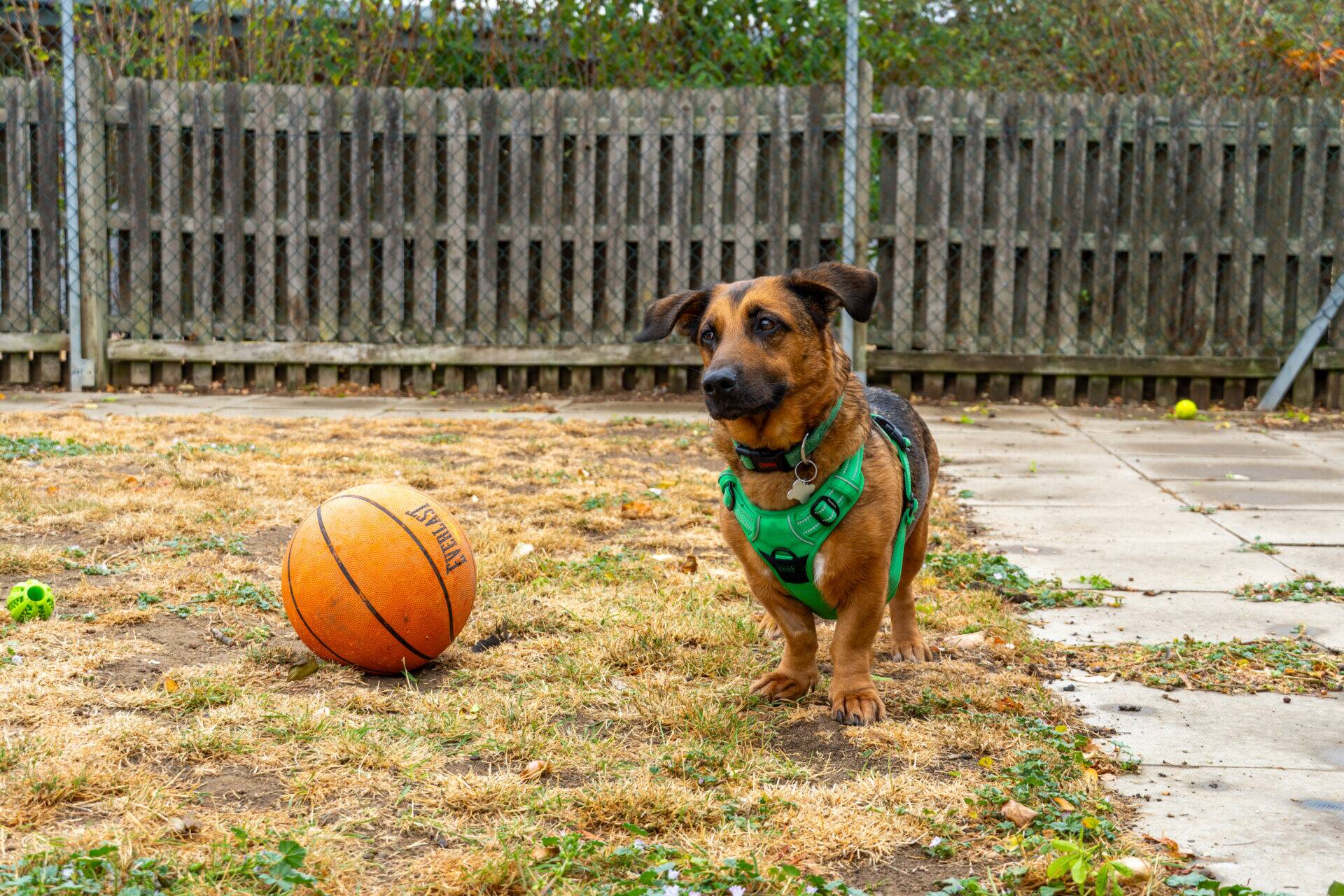 A brown dog wearing a green harness stands on dry grass in a garden, looking at an orange basketball nearby. A wooden fence and scattered toys are in the background.