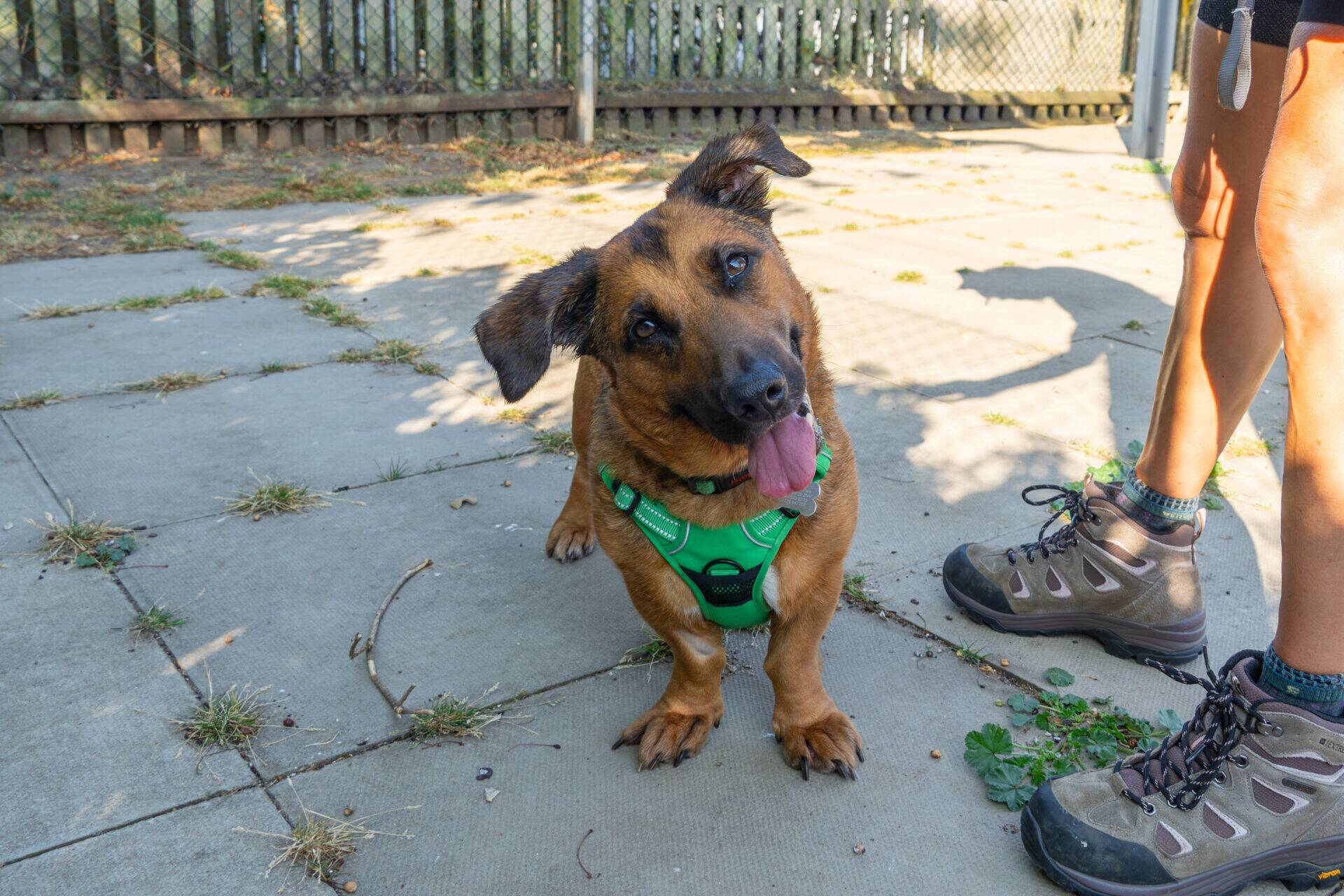 A brown dog with short legs wearing a green harness tilts its head and sticks out its tongue while standing next to a person in walking boots on a patio.