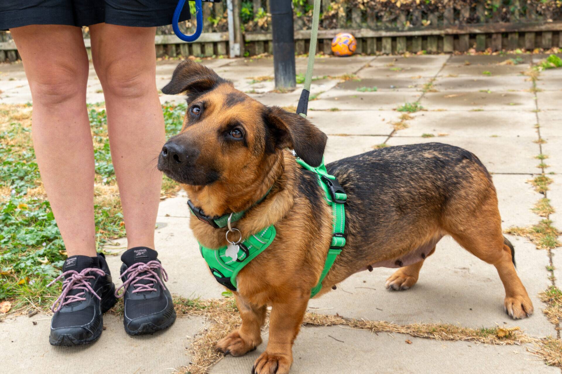 A brown and black dog wearing a green harness stands on a patio beside a person in black shorts and trainers. The dog looks up attentively. Grass and a ball are visible in the background.