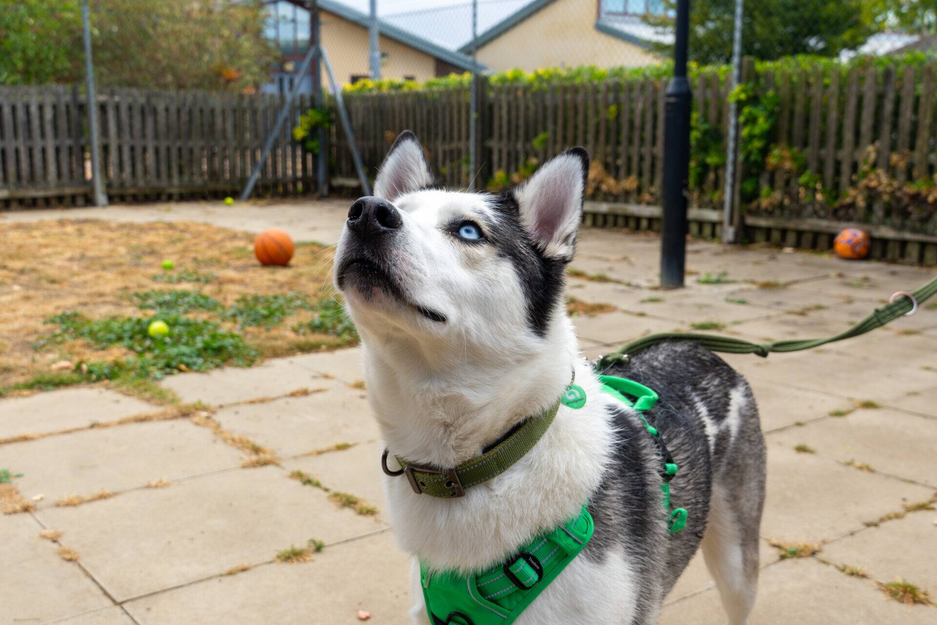 A black and white husky wearing a green harness stands on a paved yard, looking up attentively. There are scattered balls and a wooden fence in the background.