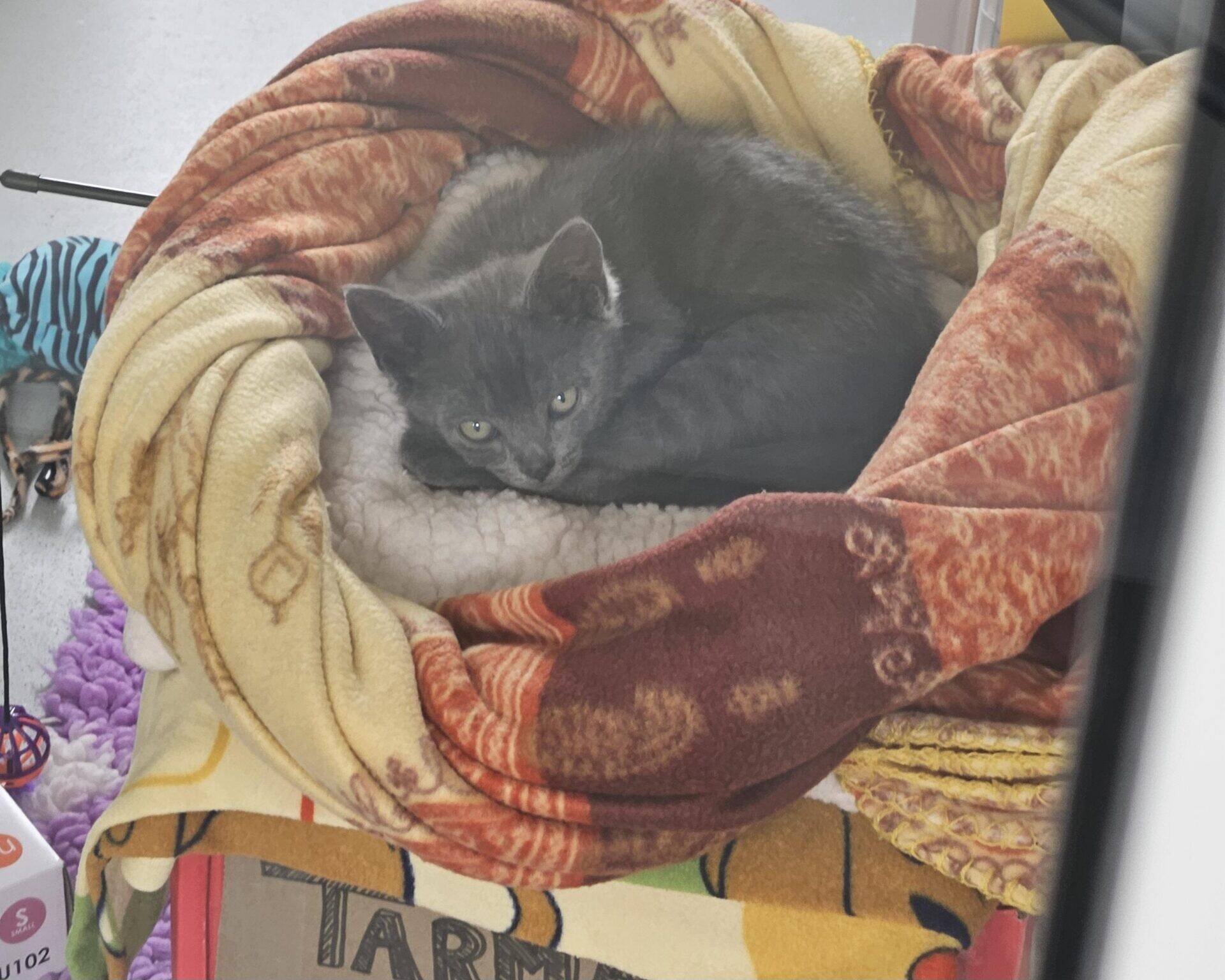 A grey kitten with green eyes lies curled up on a soft, beige and orange blanket inside a cosy, round bed, looking up at the camera.