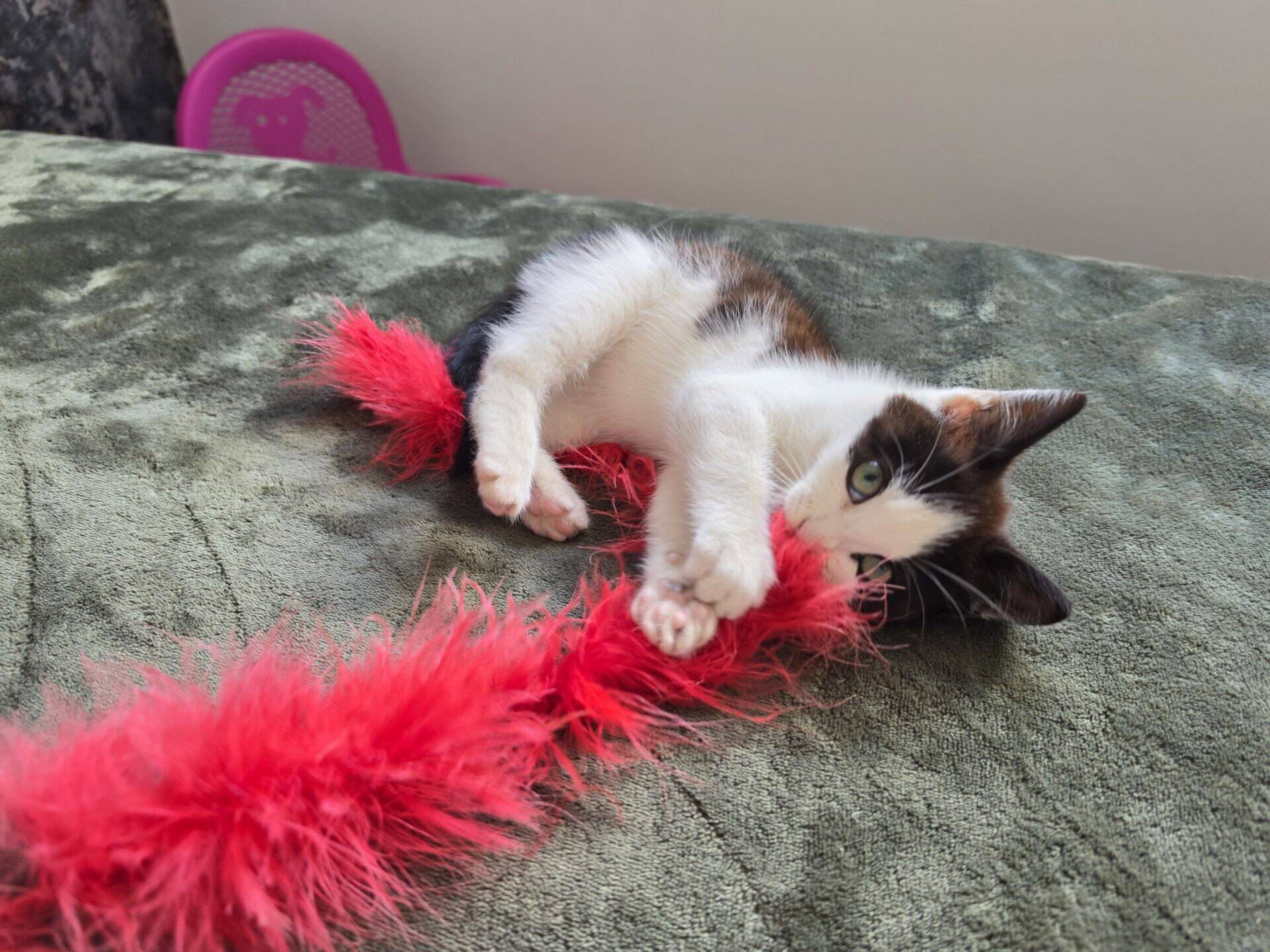 A black and white kitten lies on a green blanket, playing with a red feathery toy. A pink chair is in the background.