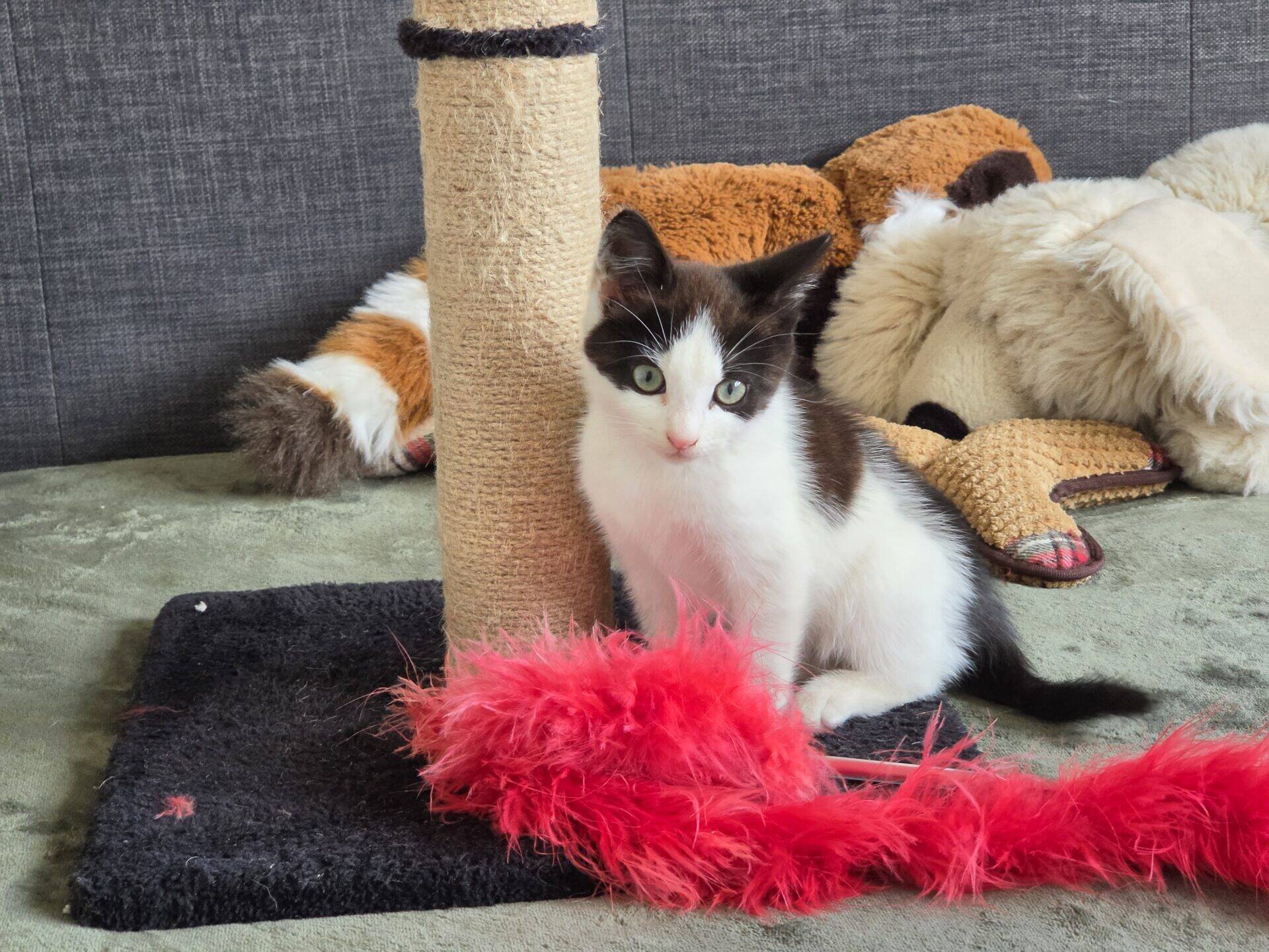 A black and white kitten with green eyes sits next to a scratcher.