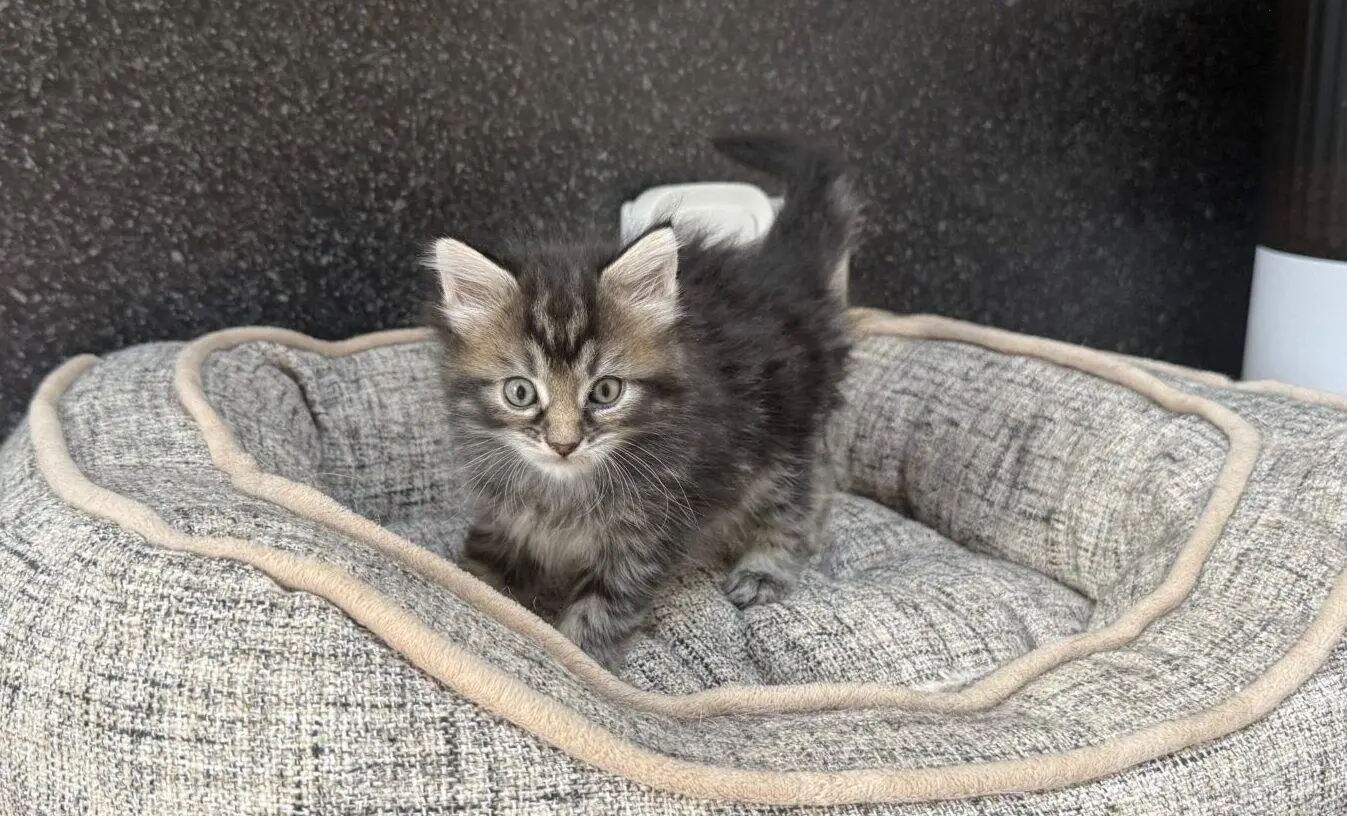 A fluffy grey kitten stands on a plush, beige pet bed on a kitchen worktop next to a sink. A white feeder and a small dish of food are visible in the background.