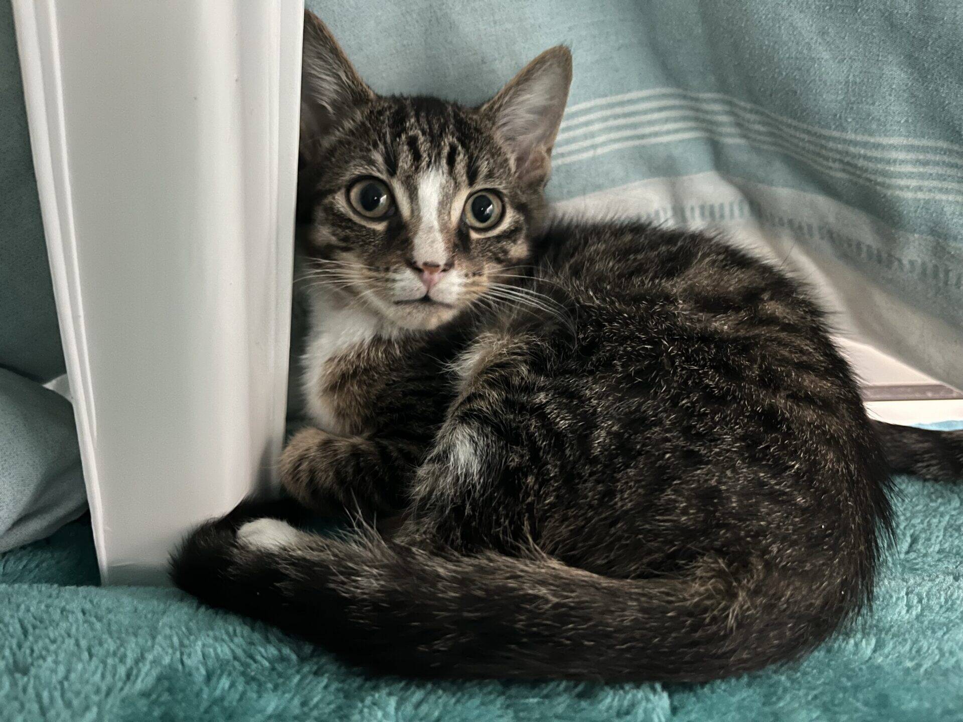 A tabby kitten with white paws and chest lies curled up on a teal blanket near a white curtain, looking up with wide eyes.