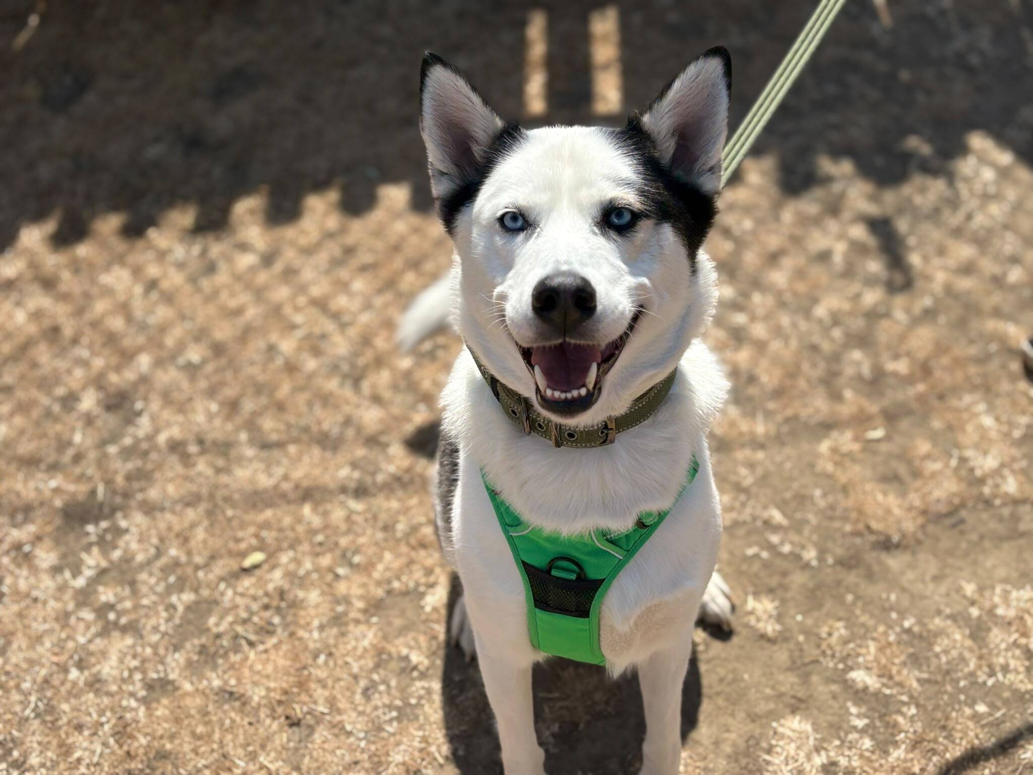 A smiling black and white husky with blue eyes wears a bright green harness and sits on dry, patchy ground whilst looking up at the camera.