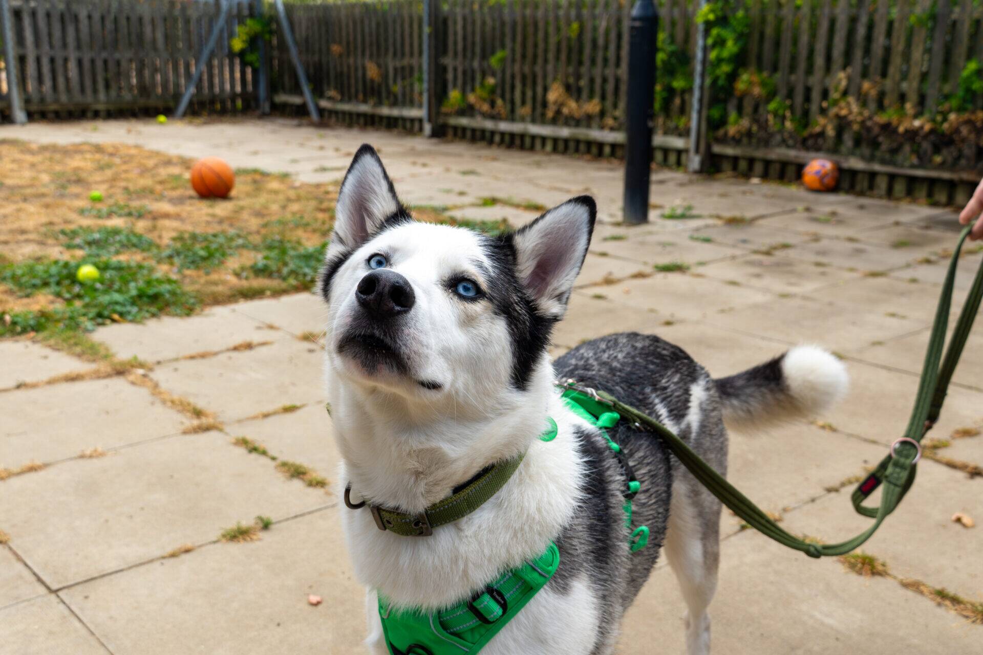 A blue-eyed Siberian Husky in a green harness stands on a patio, looking up attentively. The dog is on a lead, and there are balls and a dry grassy area with a wooden fence in the background.
