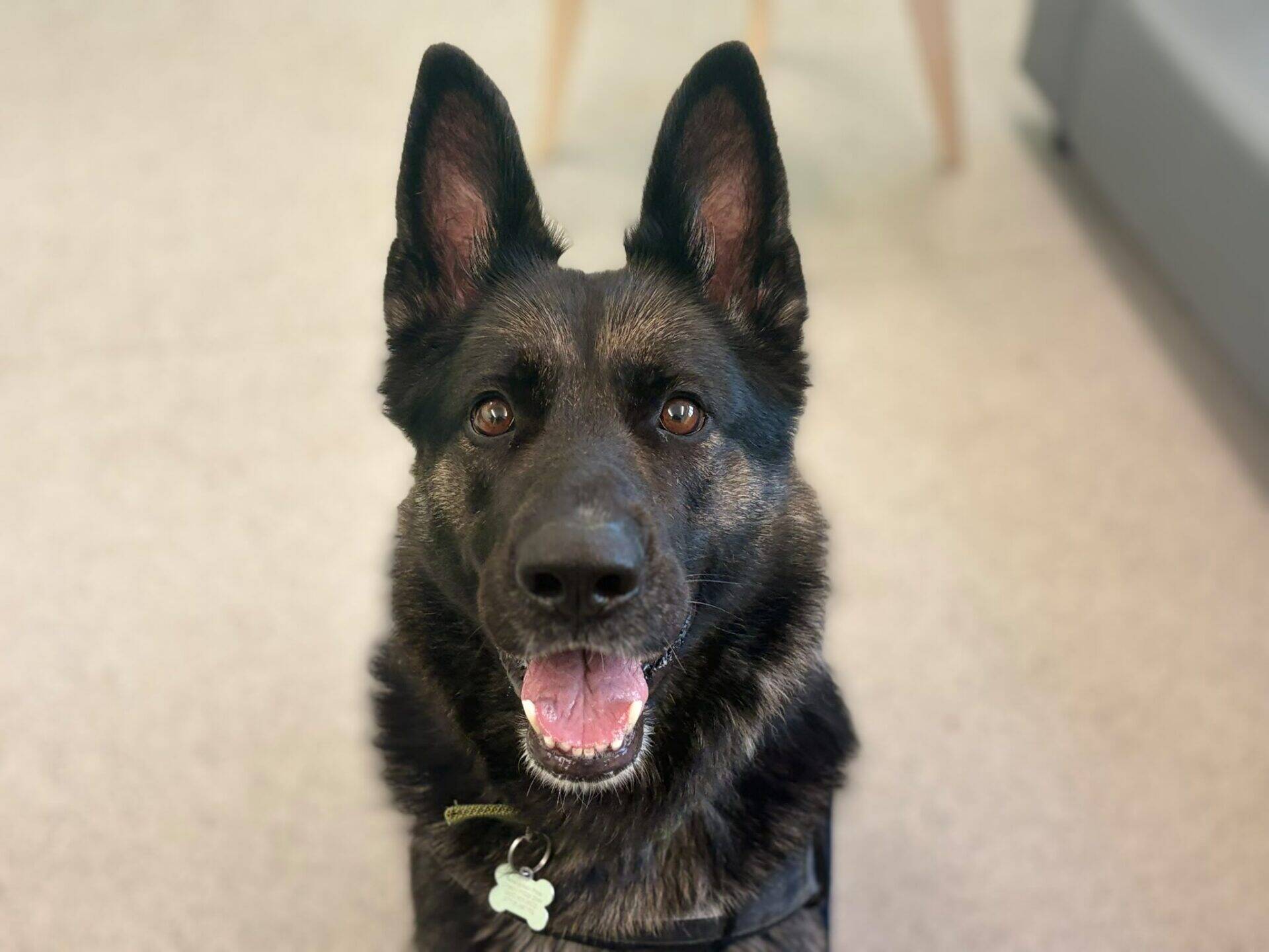 A German Shepherd dog with upright ears sits indoors, looking up at the camera with its mouth open as if smiling.