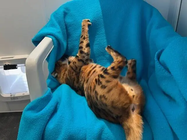 A spotted cat is playfully lying on its back on a bright blue blanket draped over a chair, with one paw stretched up and its head partially upside down.