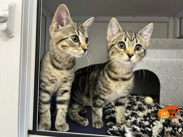 Two tabby kittens with big eyes stand side by side in a pen, looking curiously outside. They are on a black and white blanket with a few toys nearby.
