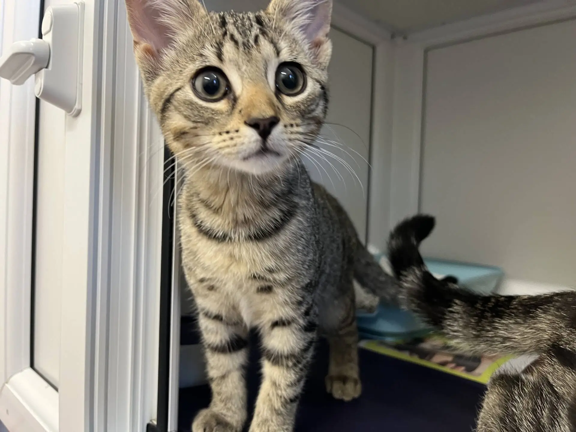 A curious tabby kitten with wide eyes stands near the edge of a shelf, looking slightly upward. Another kitten's tail is visible in the background.