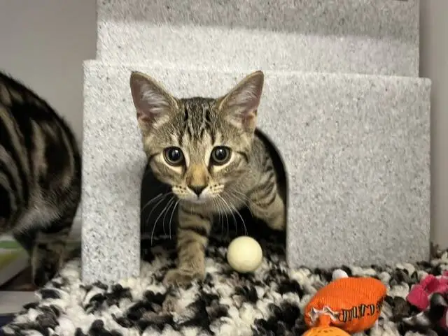 A tabby kitten peers out from a grey cat house, crouched near a white ball and orange toy on a textured black and white rug.
