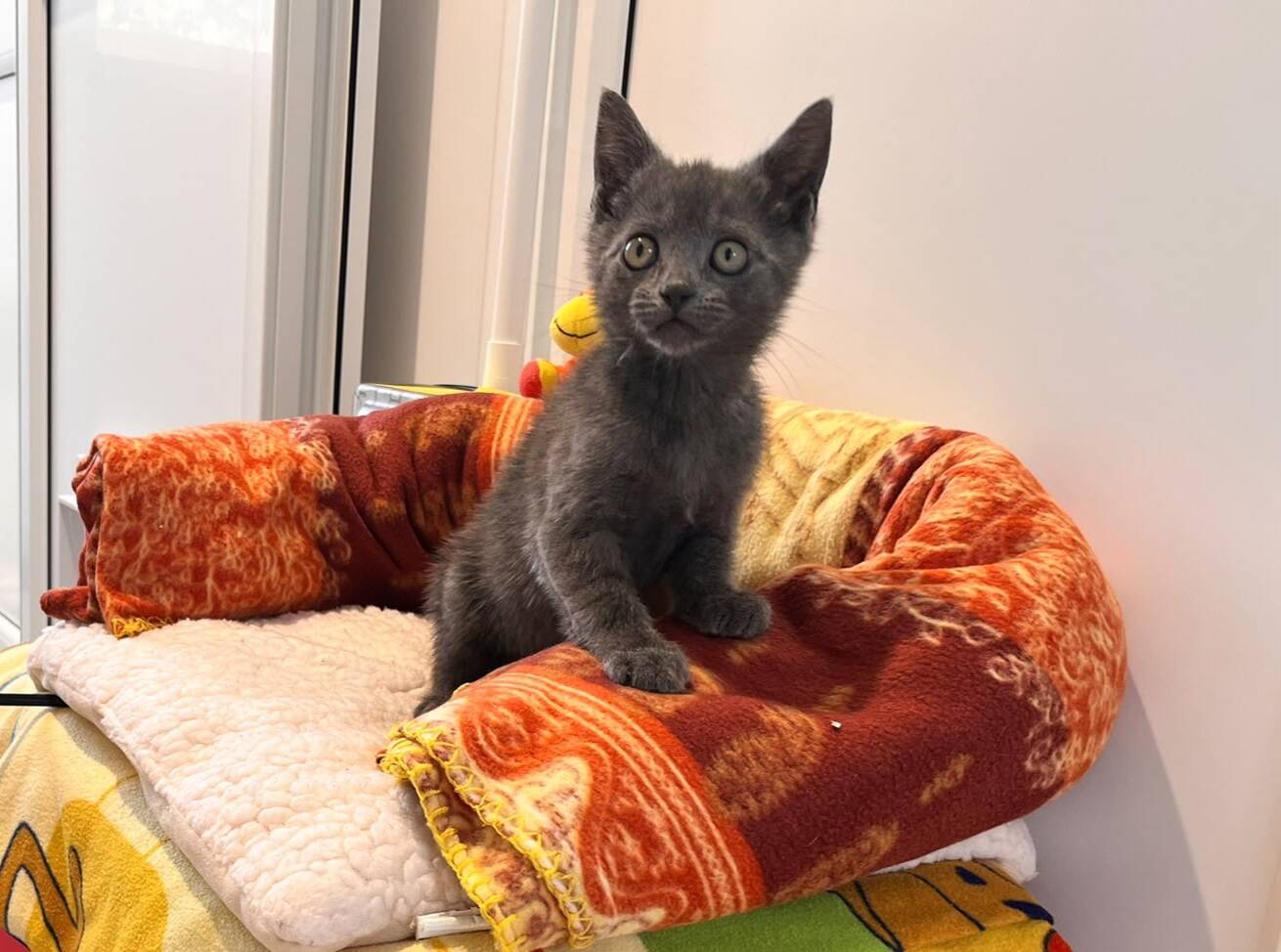 A grey kitten with wide eyes sits on a cosy bed made of a white cushion and an orange-red patterned blanket, indoors near a white wall.