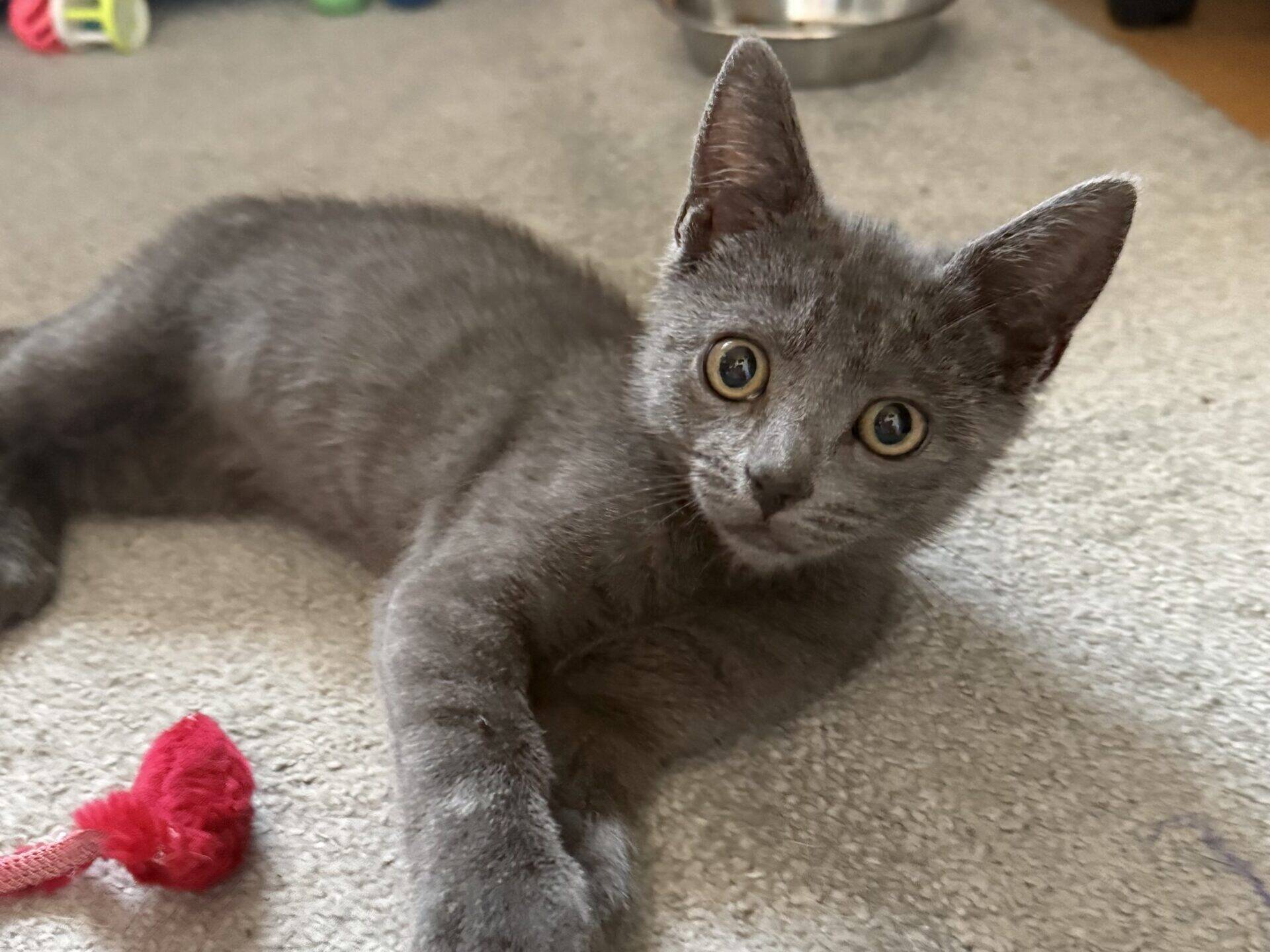 A grey kitten with wide eyes lies on a light carpet, looking at the camera. A red toy and a metal bowl are nearby in the background.